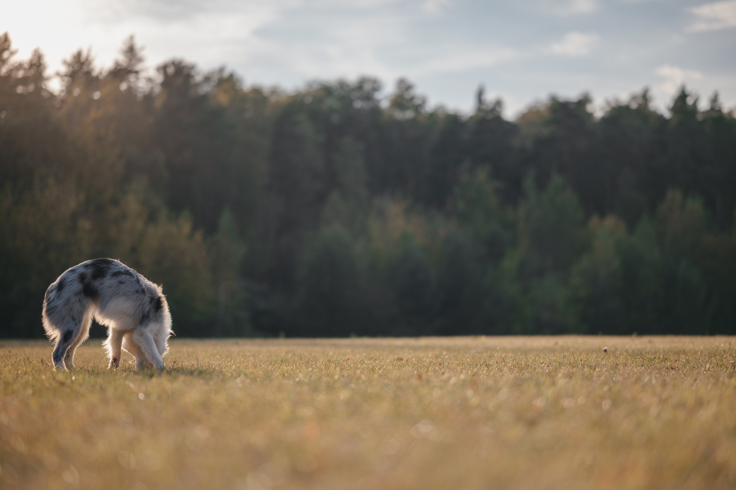 Бордерколли и фрисби. Фотограф Анималист в Москве Анастасия Жучкова