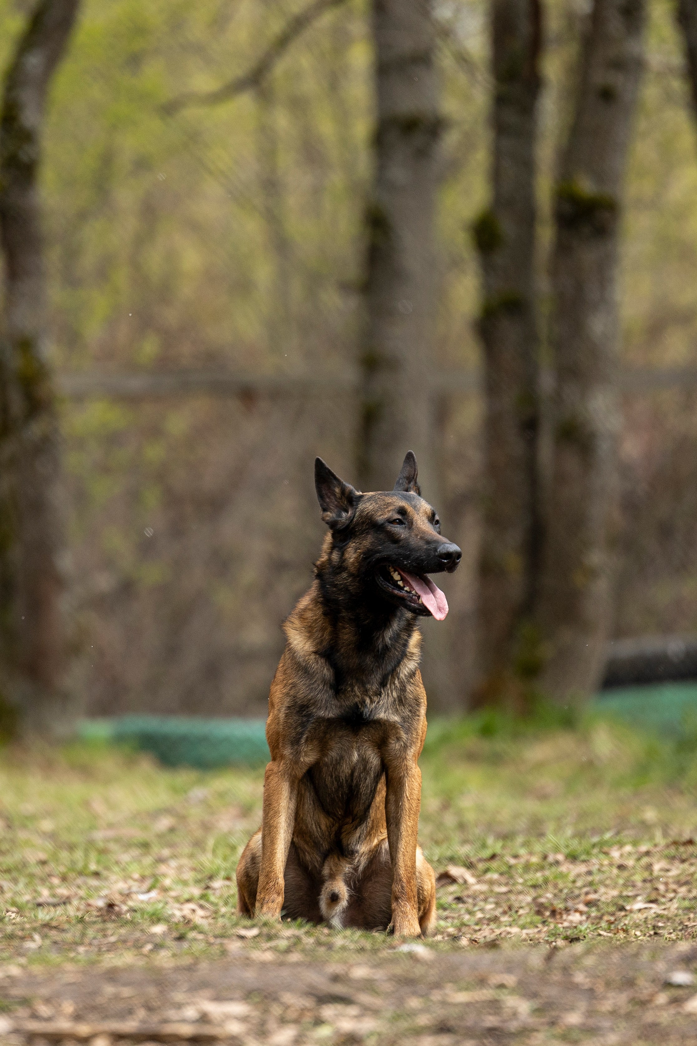 Квалификационные состязания по мондьорингу г. Вологда 11.05.24. Фотограф-анималист Анна Маринич