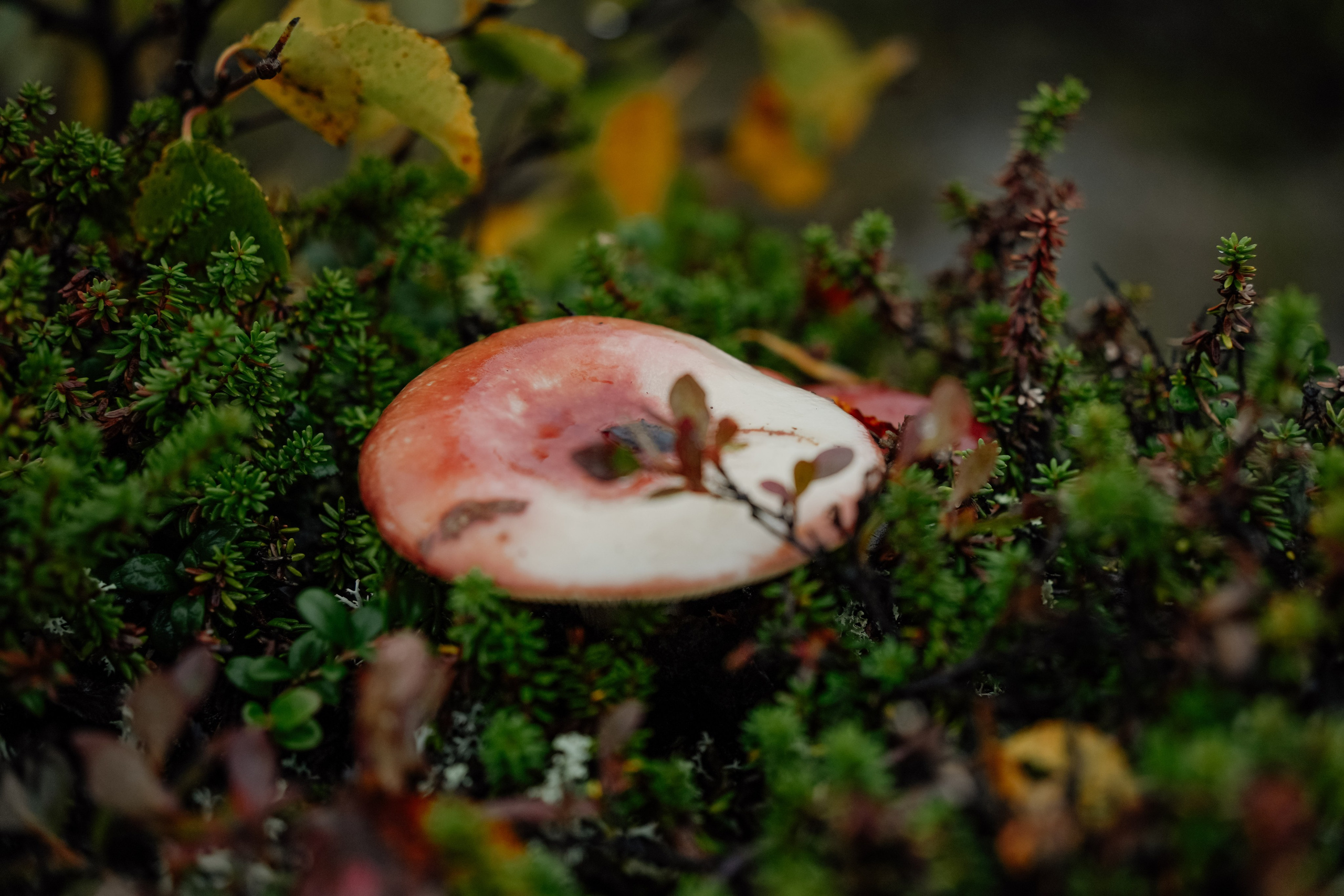 СЕВЕР. Event фотограф Степанова Александра