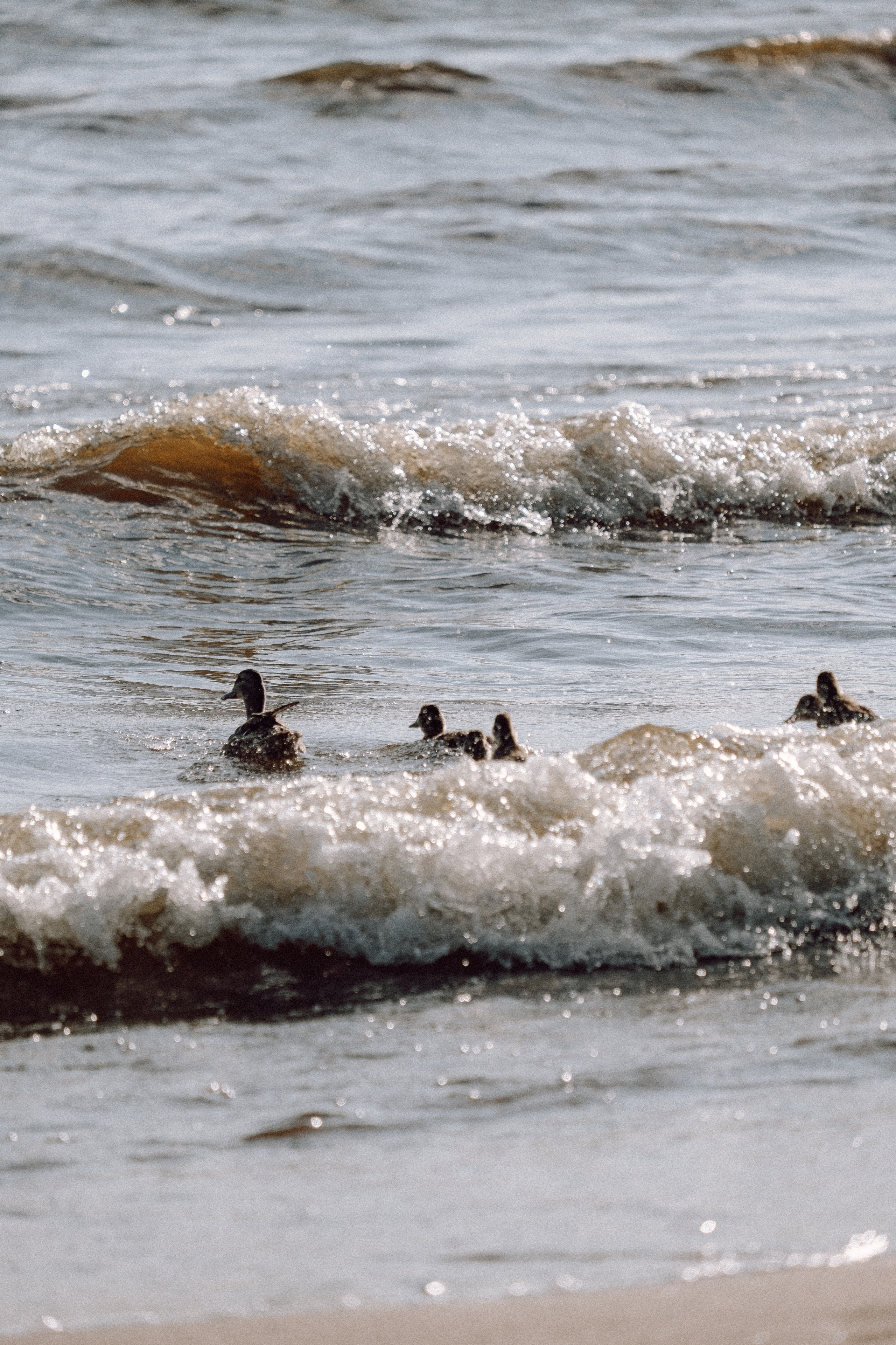 ПРОГУЛКА НА БЕРЕГУ ФИНСКОГО ЗАЛИВА. Профессиональный фотограф, Санкт-Петербург — Виктория Богомолова