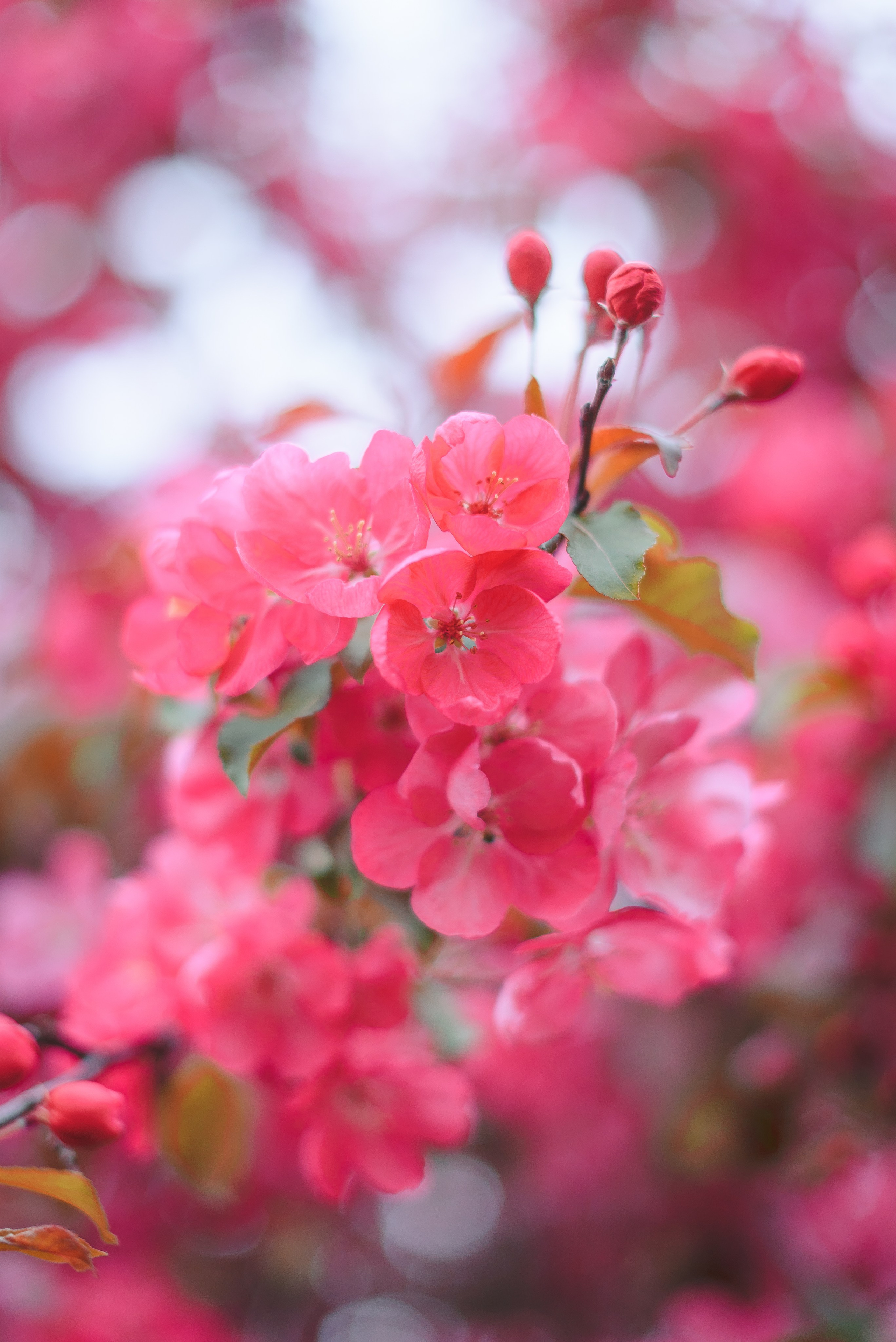 Весенняя прогулка Виктора и Наталии. Свадебный и семейный фотограф в Москве Юлия Винник