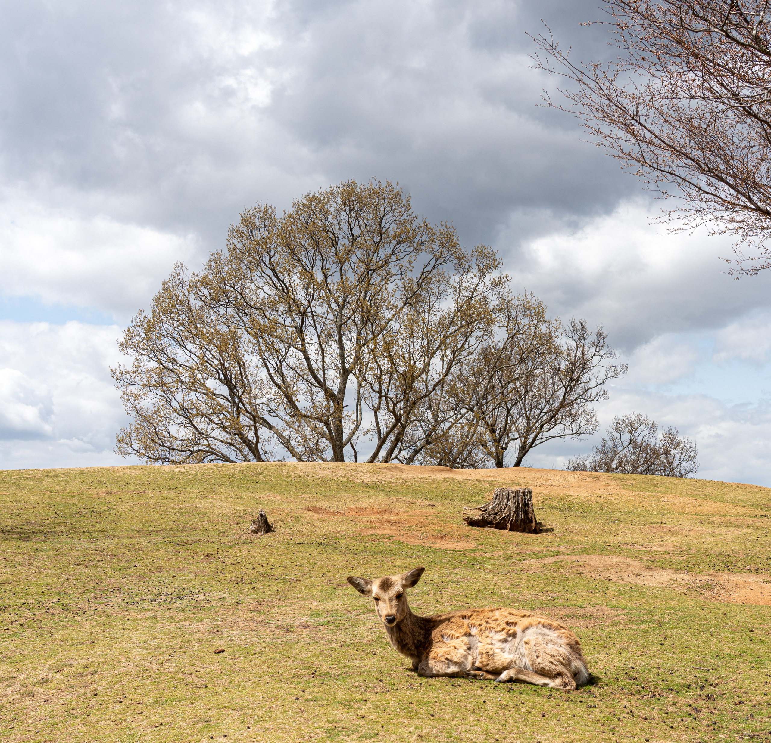 Япония, сакура. Творческие сьемки