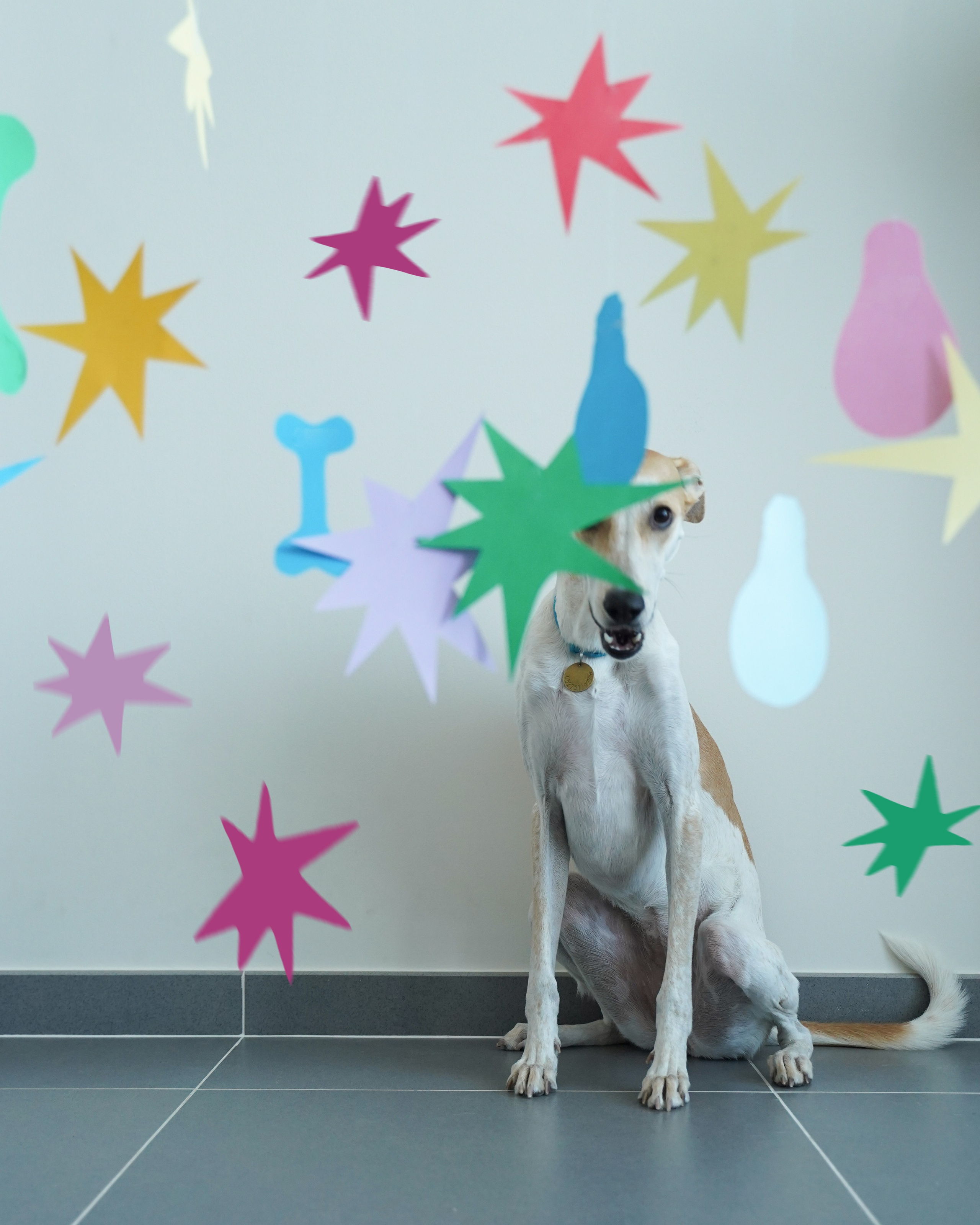 Dogs Christmas trees. Katyavasileva