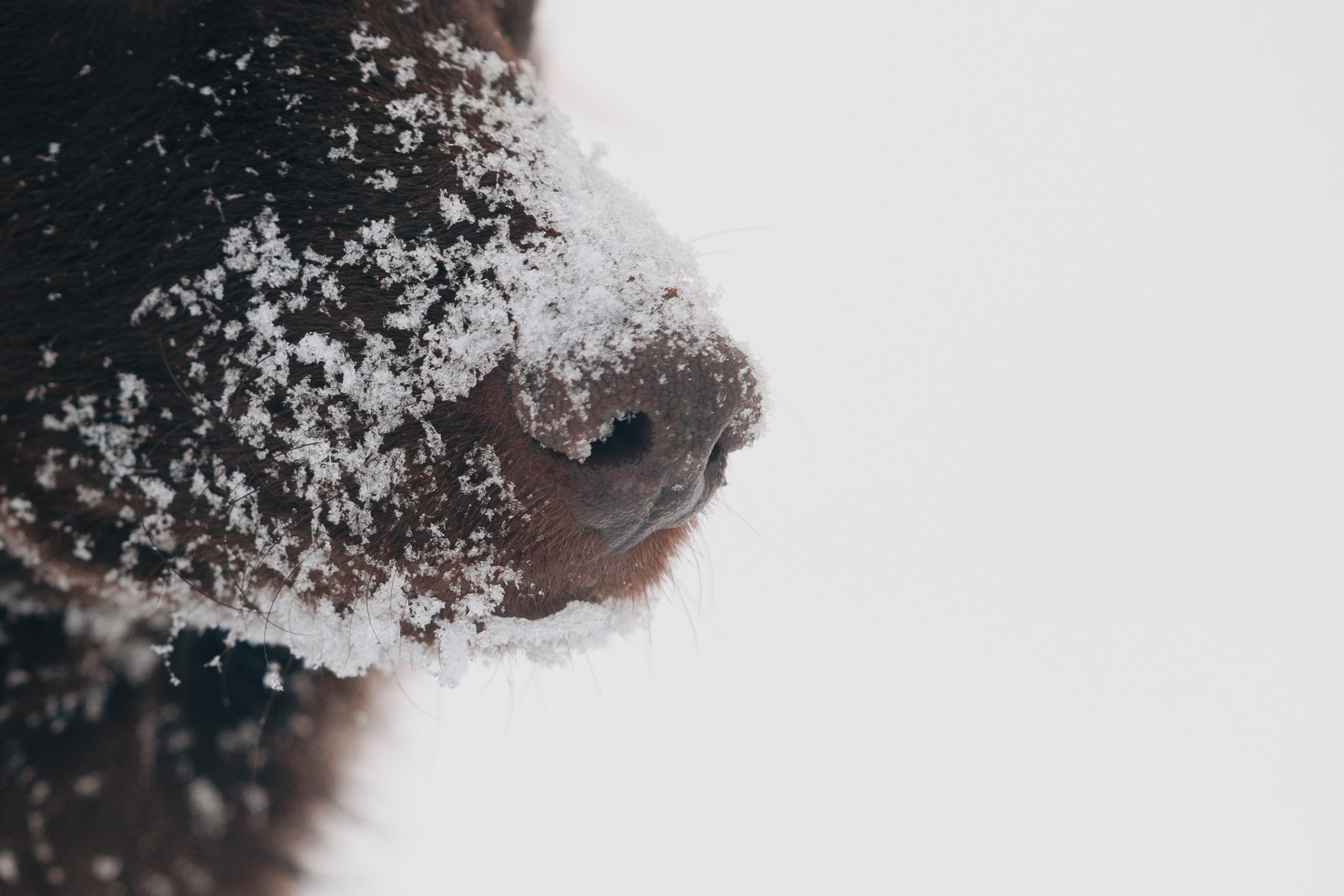 Соня и Персей в Нескучном саду. Фотограф анималист Кристина Карпова, Москва