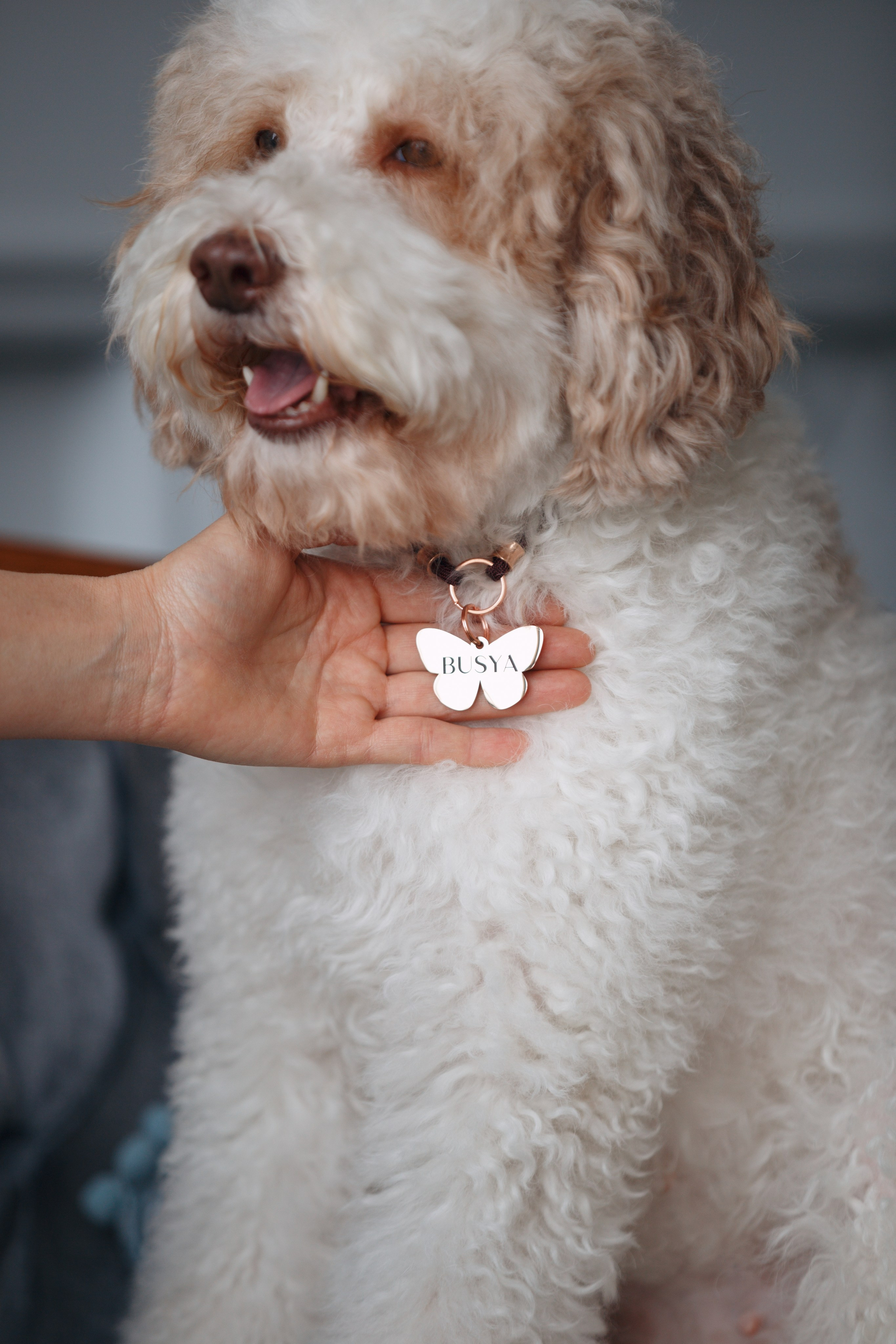 Bmbh лежанки и адресники. Фотограф анималист Кристина Карпова, Москва