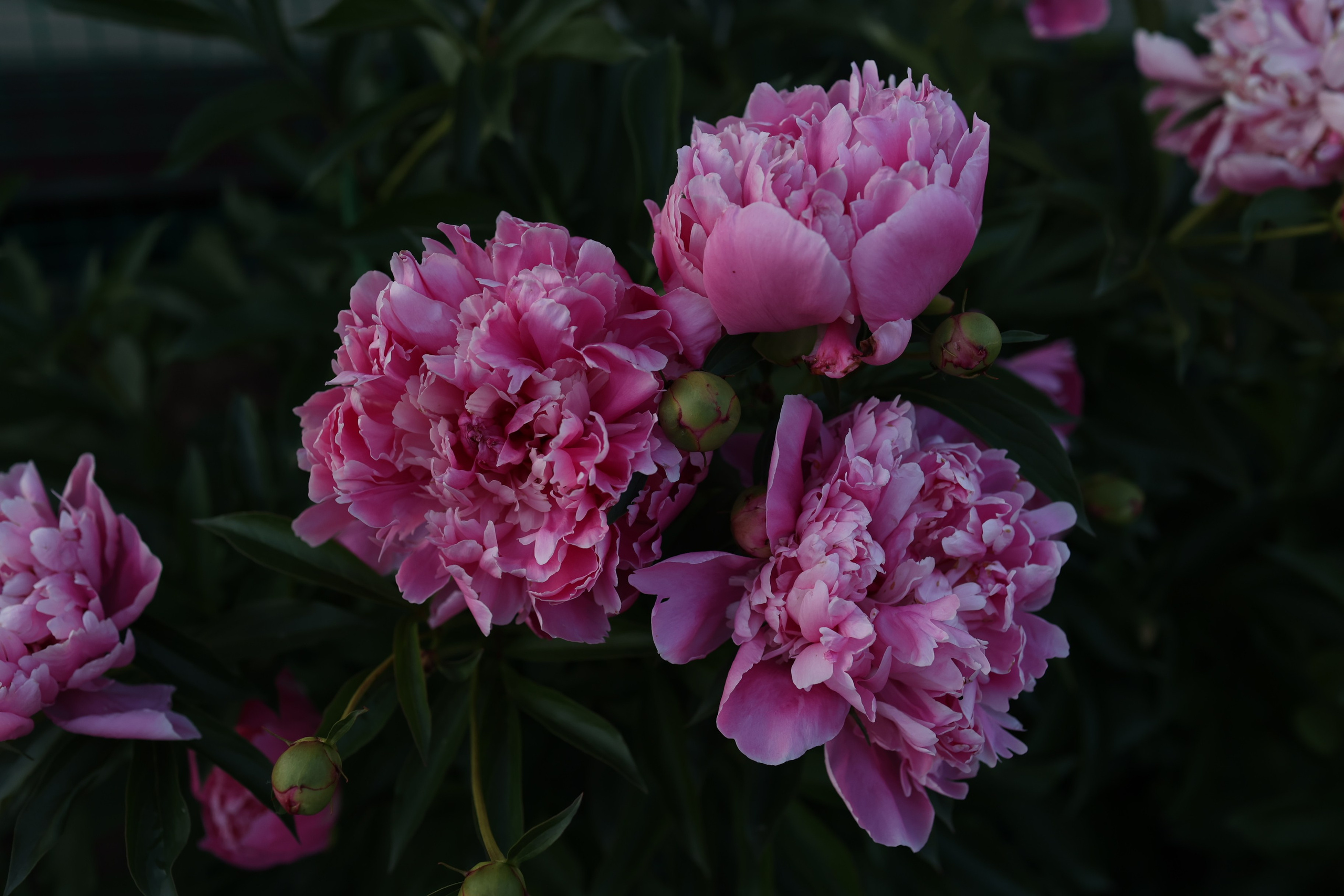 Отзывы. Фотограф Москва|Ясенево Яна Новокрещенных