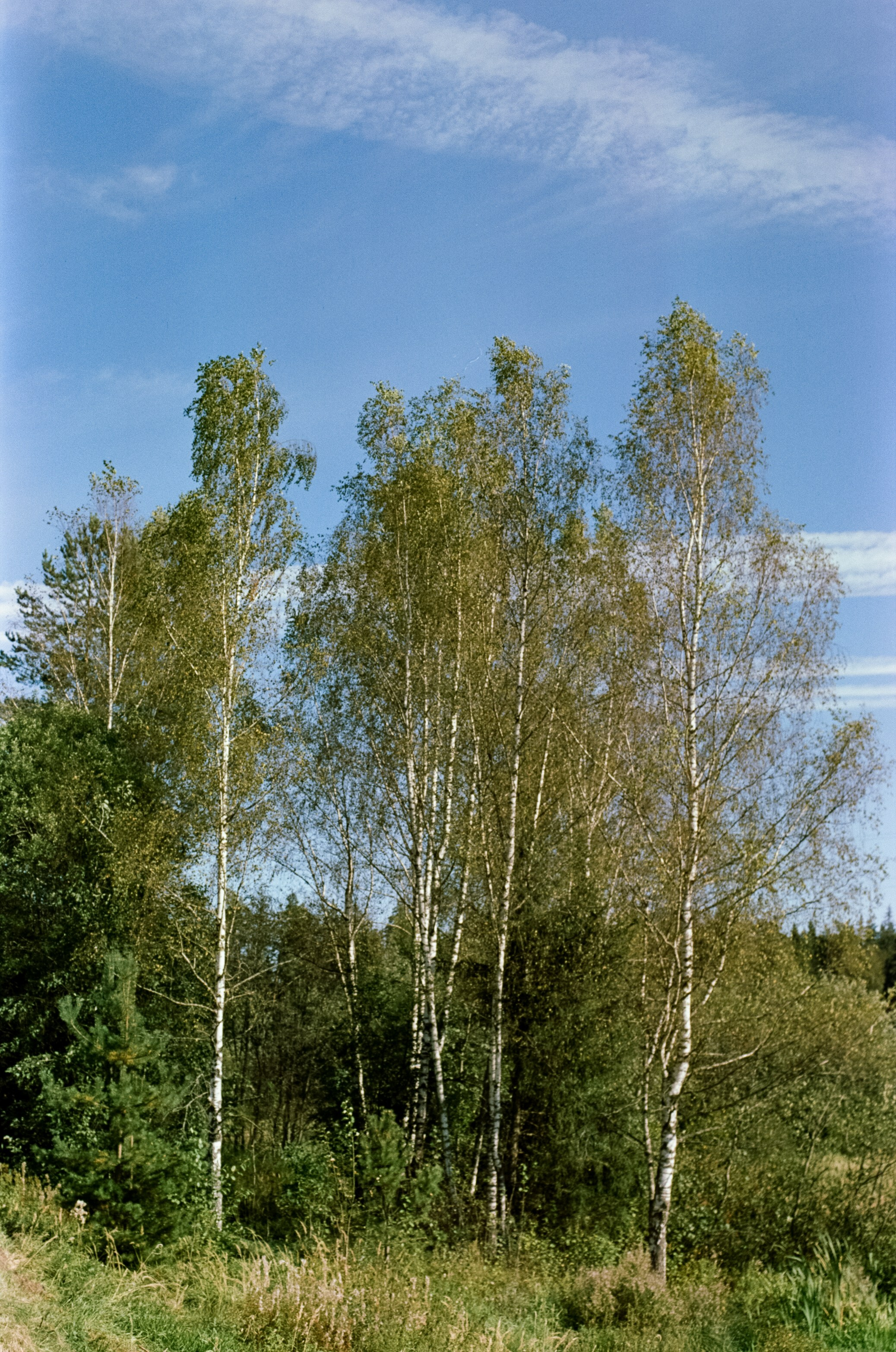 Mamiya-Sekor C 45mm f2.8 N обзор и примеры фотографий