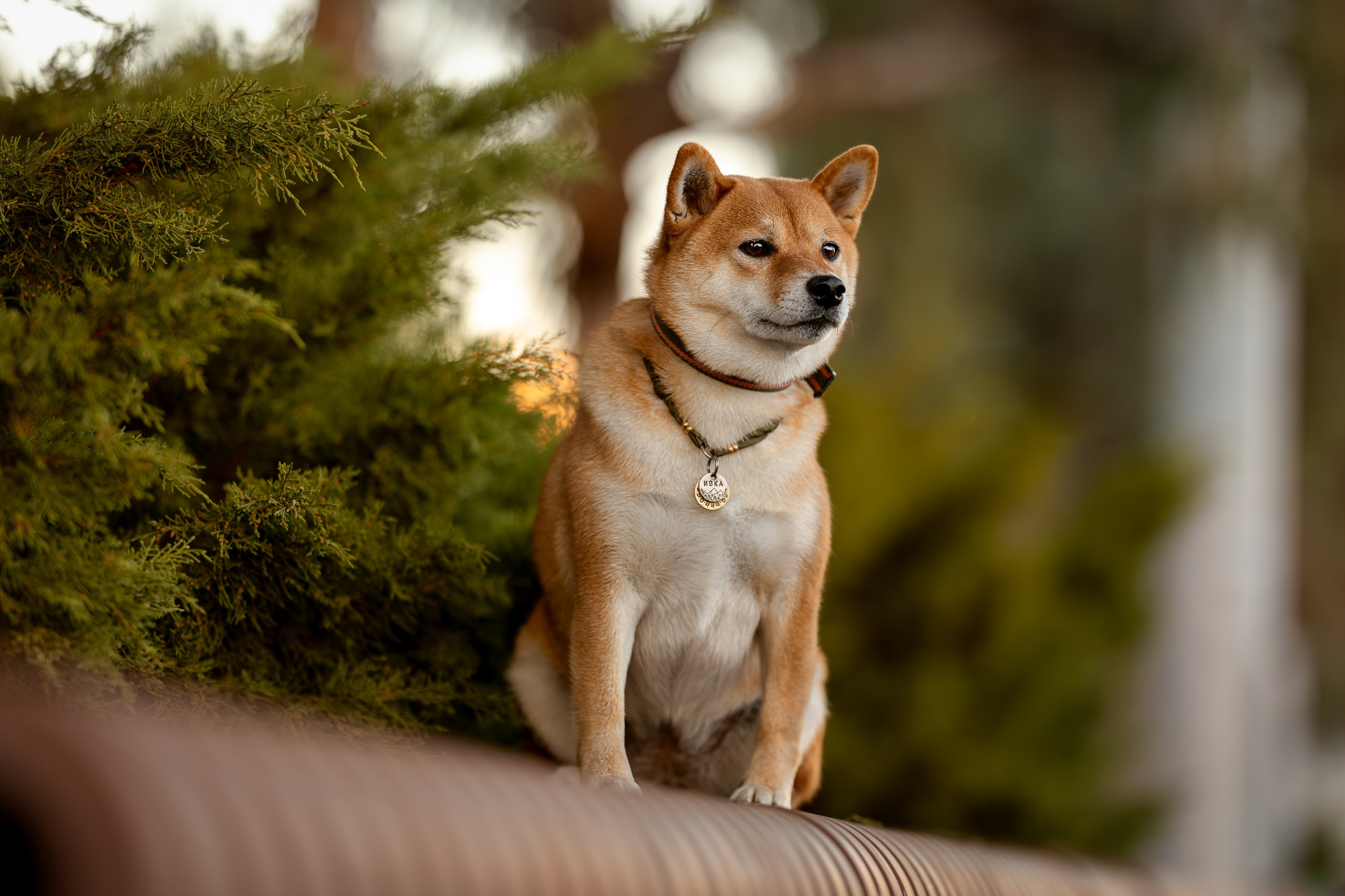 Иви, Сиба-Ину. Ирина Голомб|Фотограф-анималист в  Сочи и Калининграде