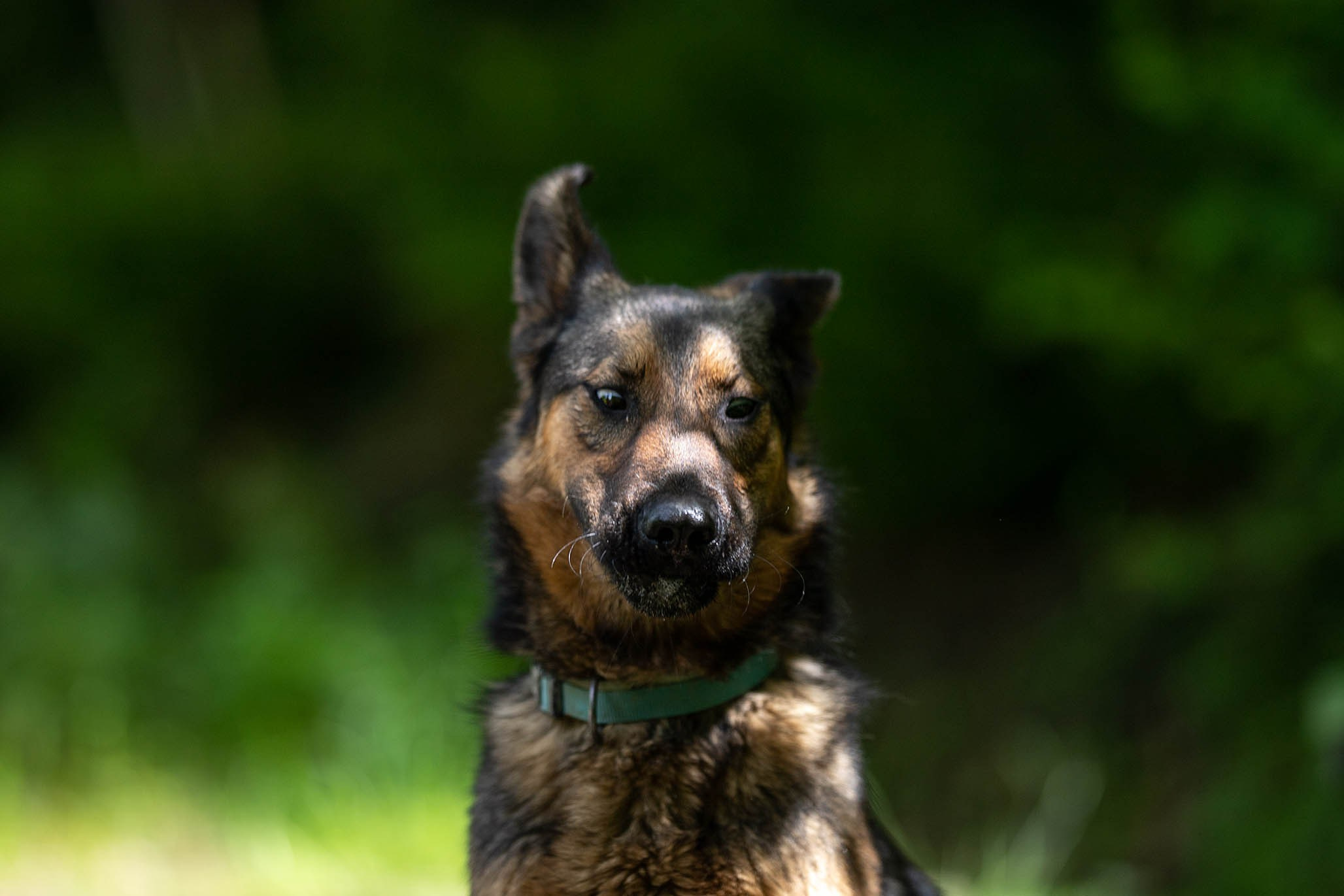 Кай и Герда. Ирина Голомб|Фотограф-анималист в  Сочи и Калининграде