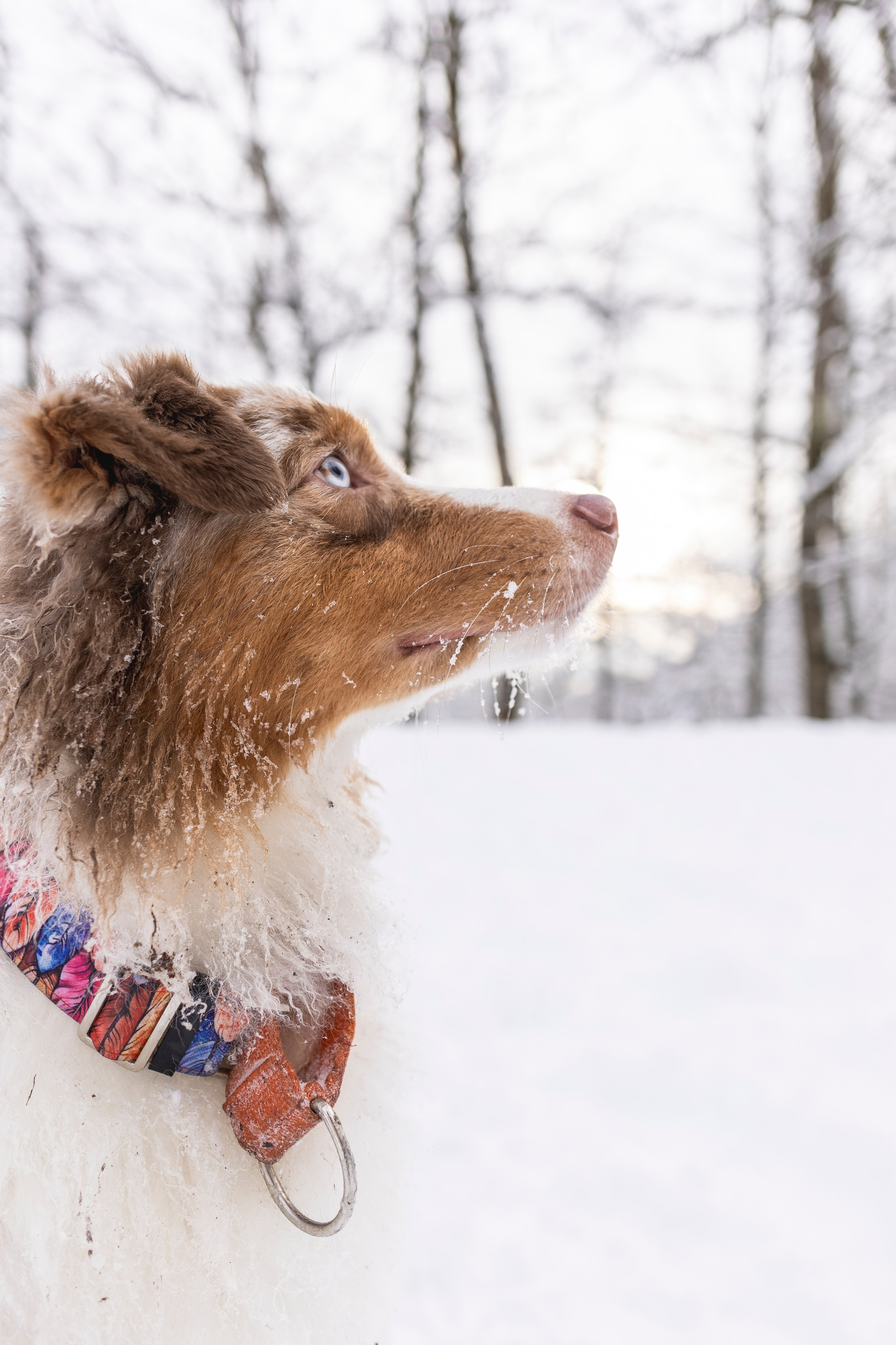 Догтуса Тропа Ефремова. Ирина Голомб|Фотограф-анималист в  Сочи и Калининграде