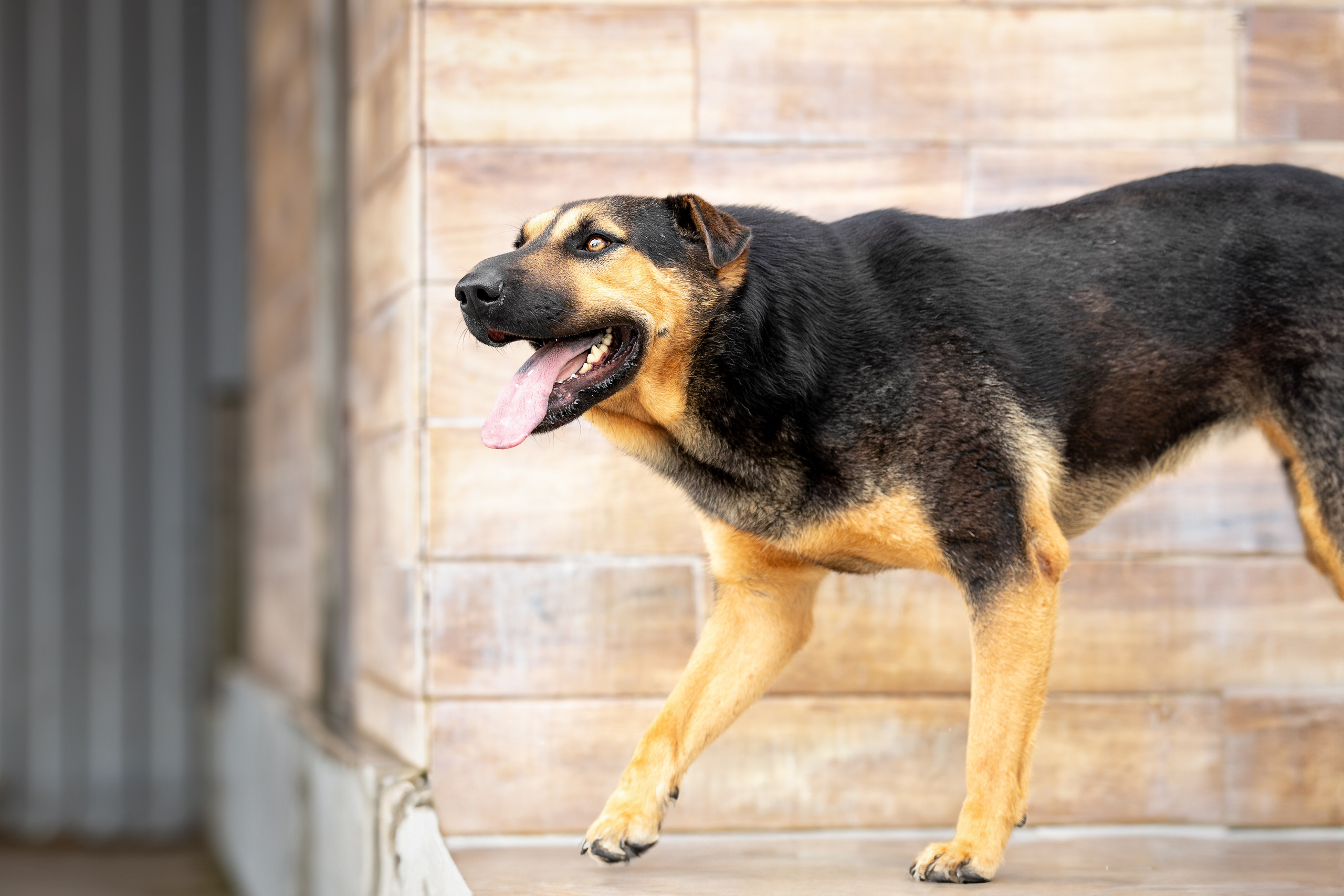 Мини-приют «Возрождение». Ирина Голомб|Фотограф-анималист в  Сочи и Калининграде