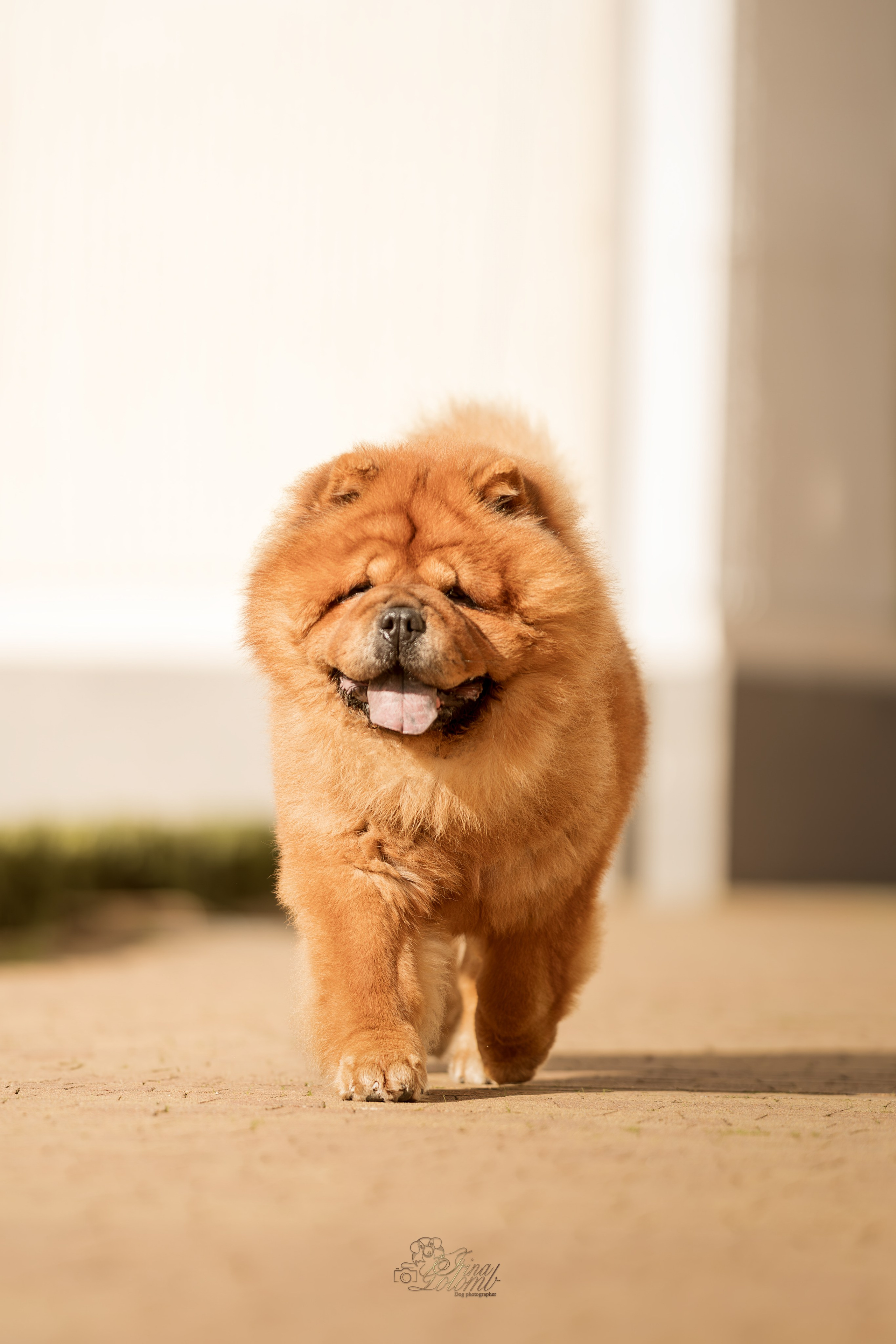 Дана и Макс, Чау-чау. Ирина Голомб|Фотограф-анималист в  Сочи и Калининграде