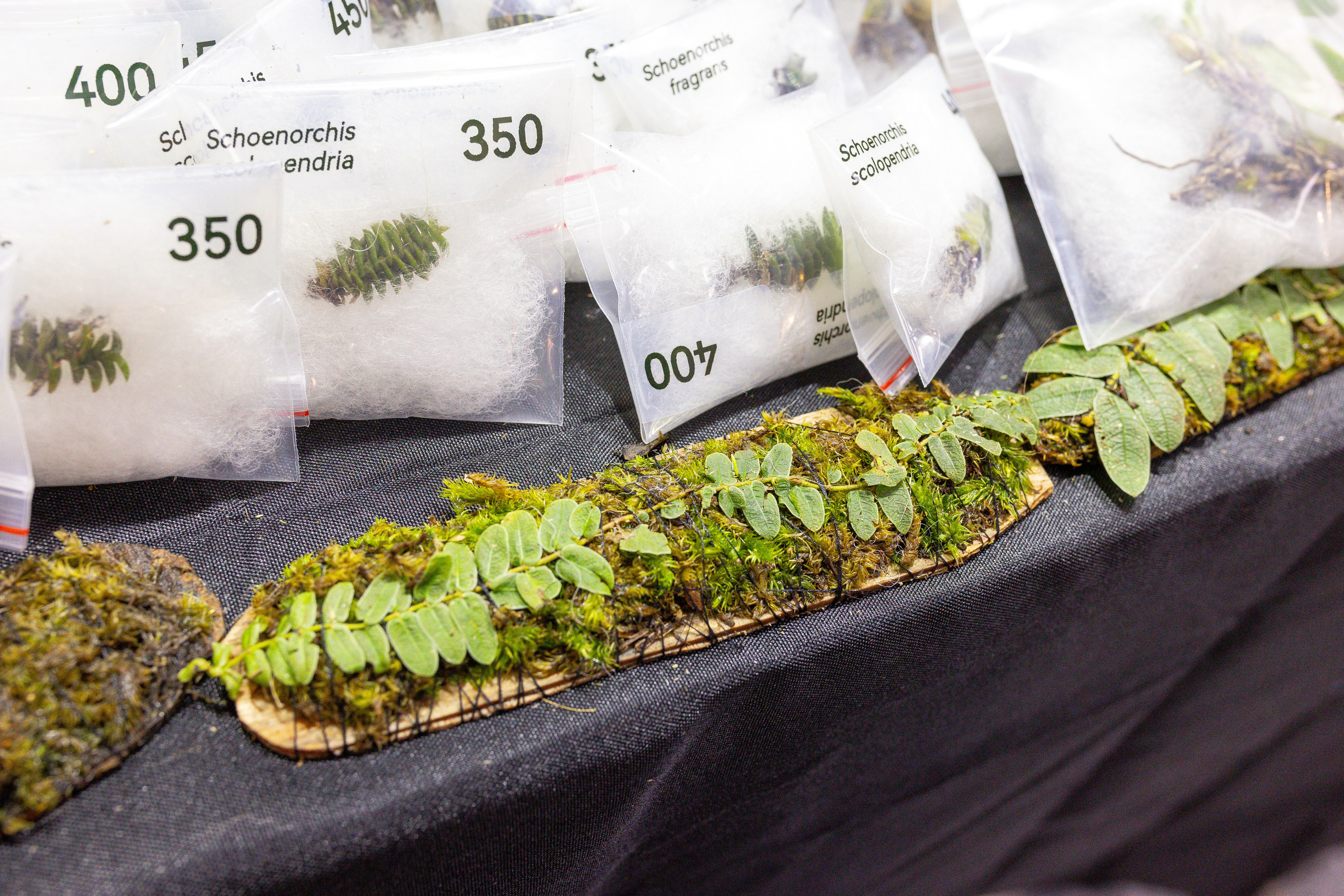 Монстериум 11–12 октября. Александра Куликова фотограф, Москва