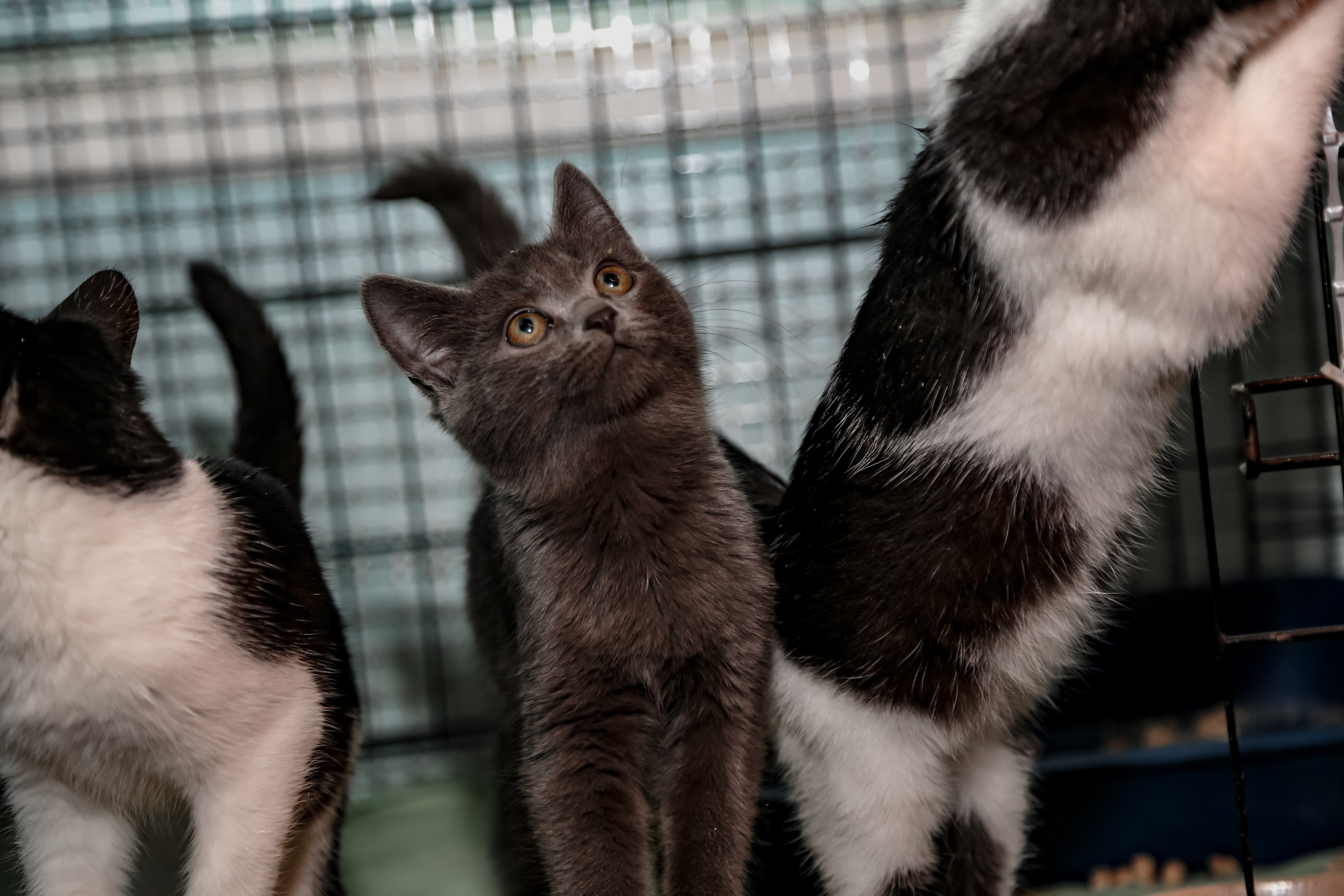 Приют Кошкин Дом Филимоша. Ваш фотограф в Оренбурге Рощупкина Екатерина