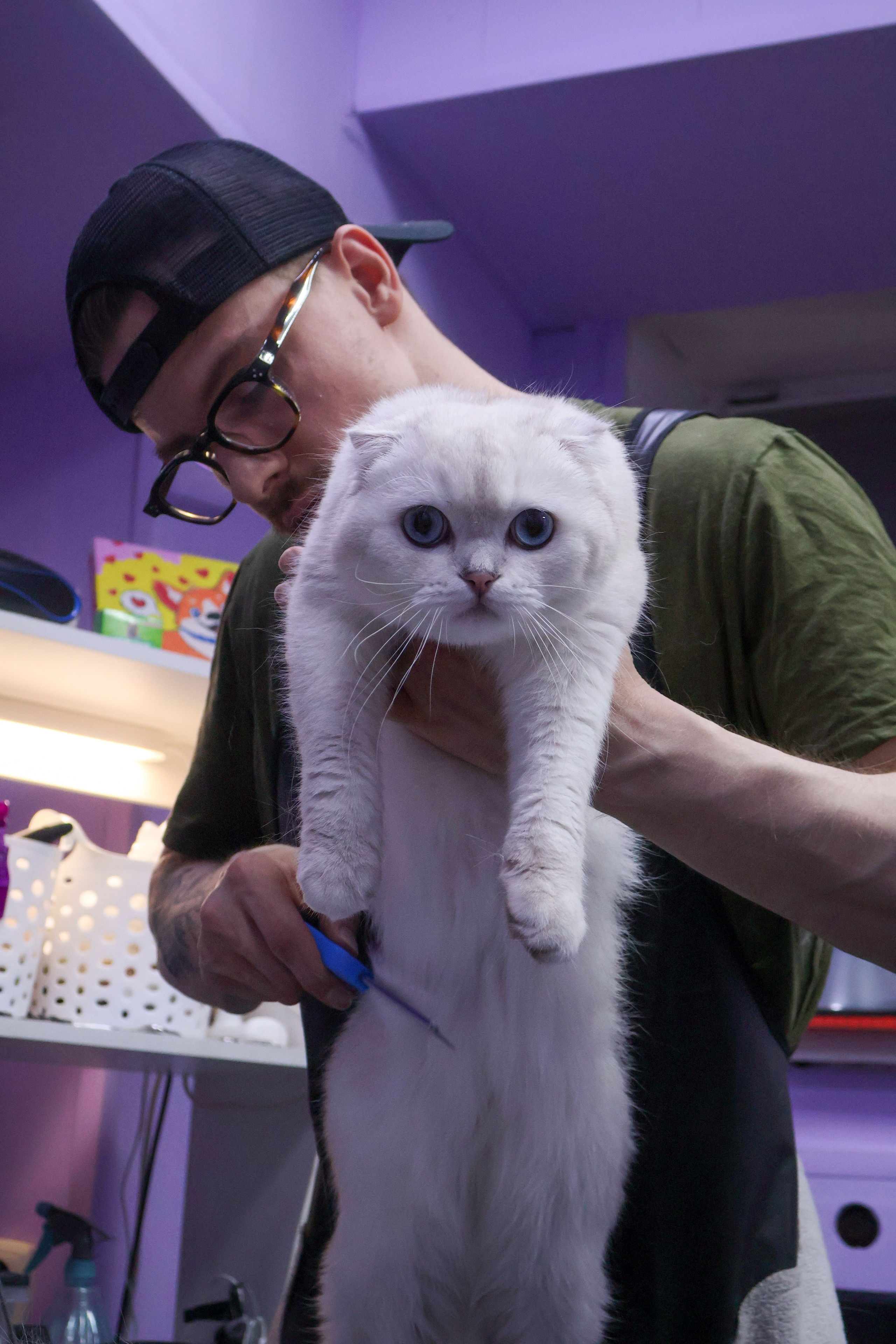 Усы, лапы, хвост. Фотограф ChelFedor