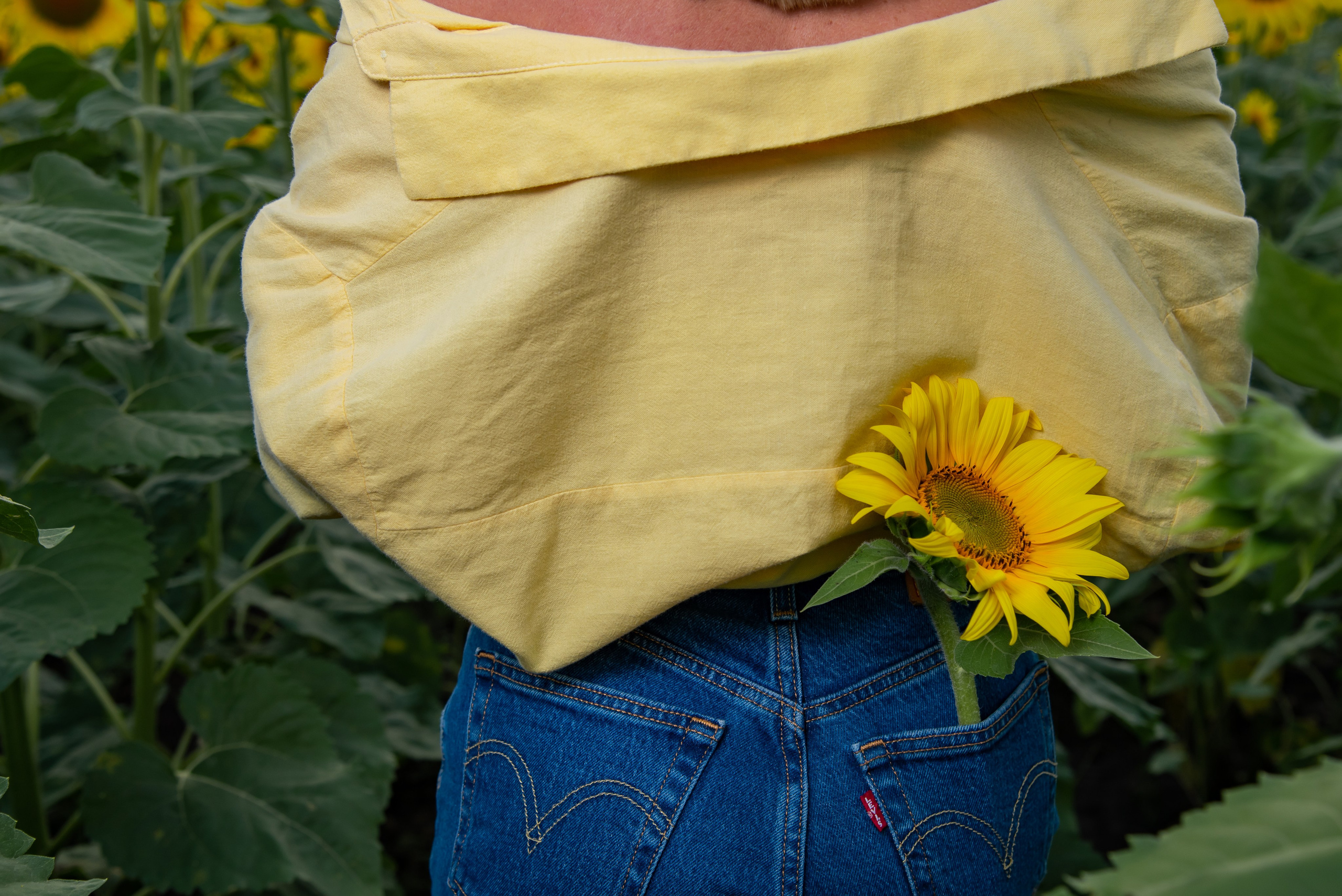 Подсолнух. Фотограф Галина Нестерова