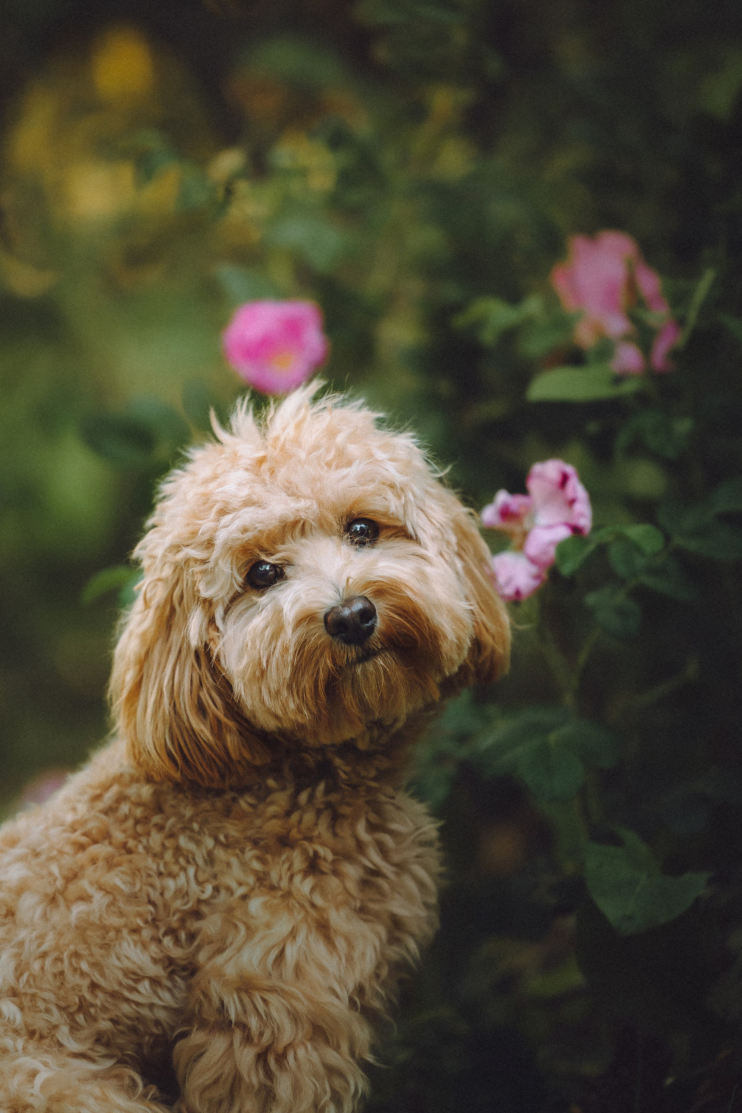 Фред и его семья