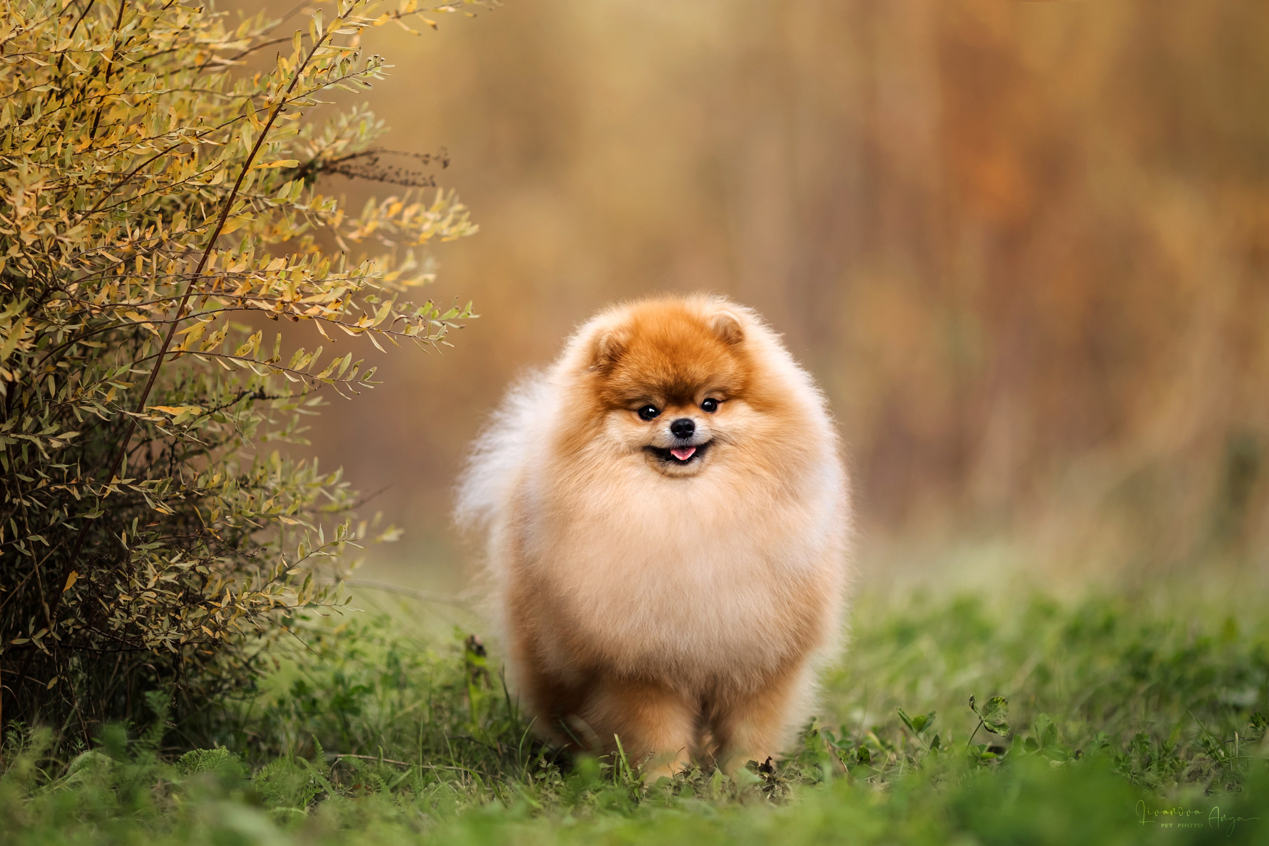 Шпицы и чихуахуа. Фотограф анималист Аня Ливанова | Рыбинск