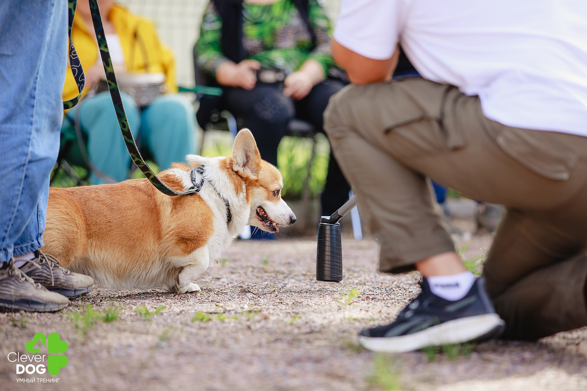Семинар по поиску запаха с Иваном Ломовым, организатор CleverDog, СПб. Фотограф-анималист Mary Mart — Москва, Питер