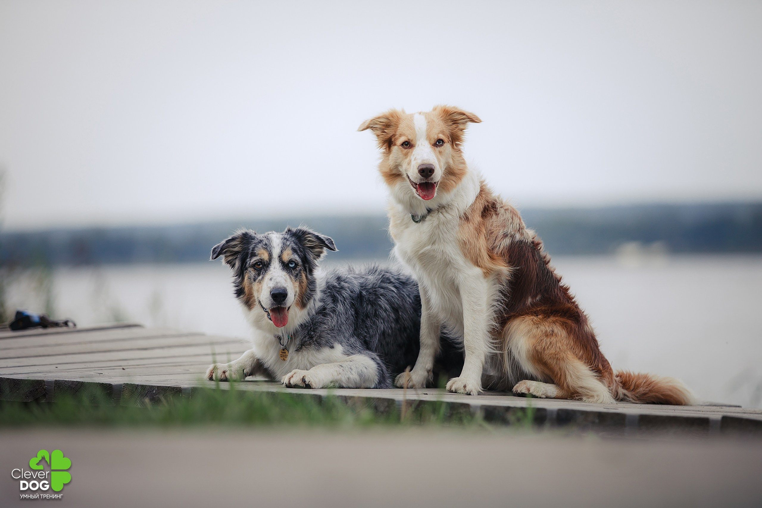 Кинологический лагерь CleverDog, 2024. Фотограф-анималист Mary Mart — Москва, Питер