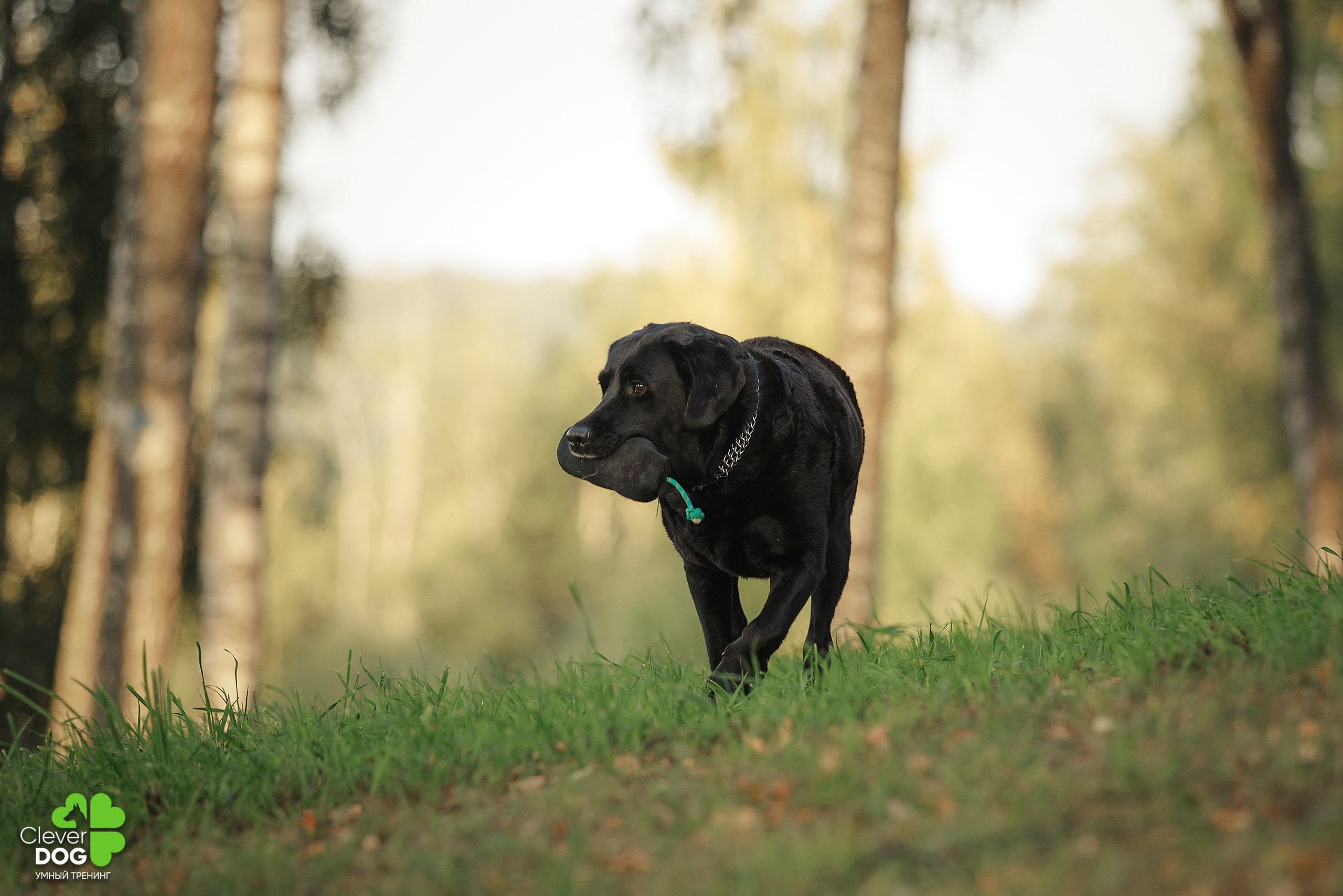 Кинологический лагерь CleverDog, 2024. Фотограф-анималист Mary Mart — Москва, Питер