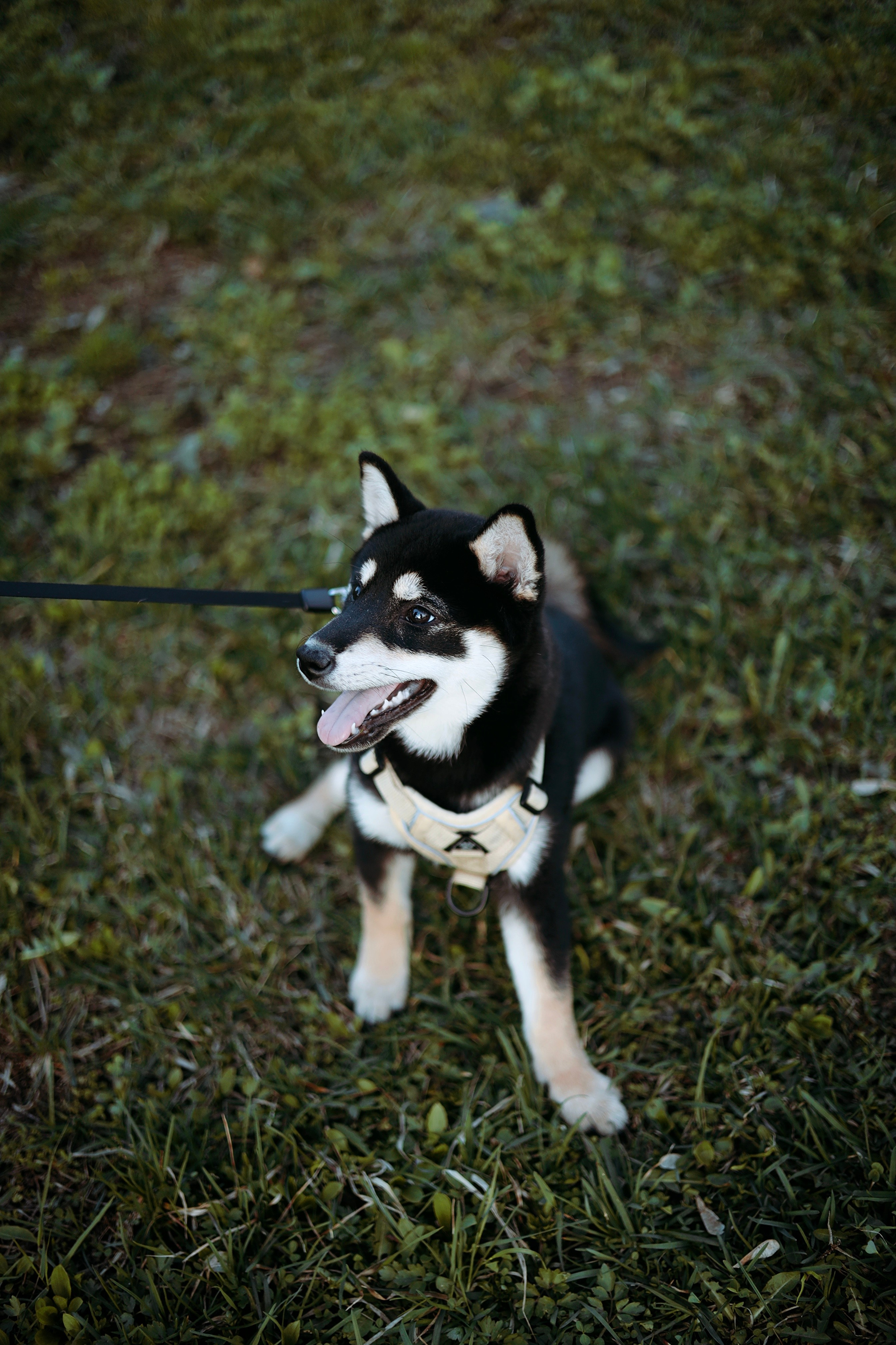 Puppy. Фотосессии в Москве и Санкт-Петербурге, а также по столицам стран Евро
