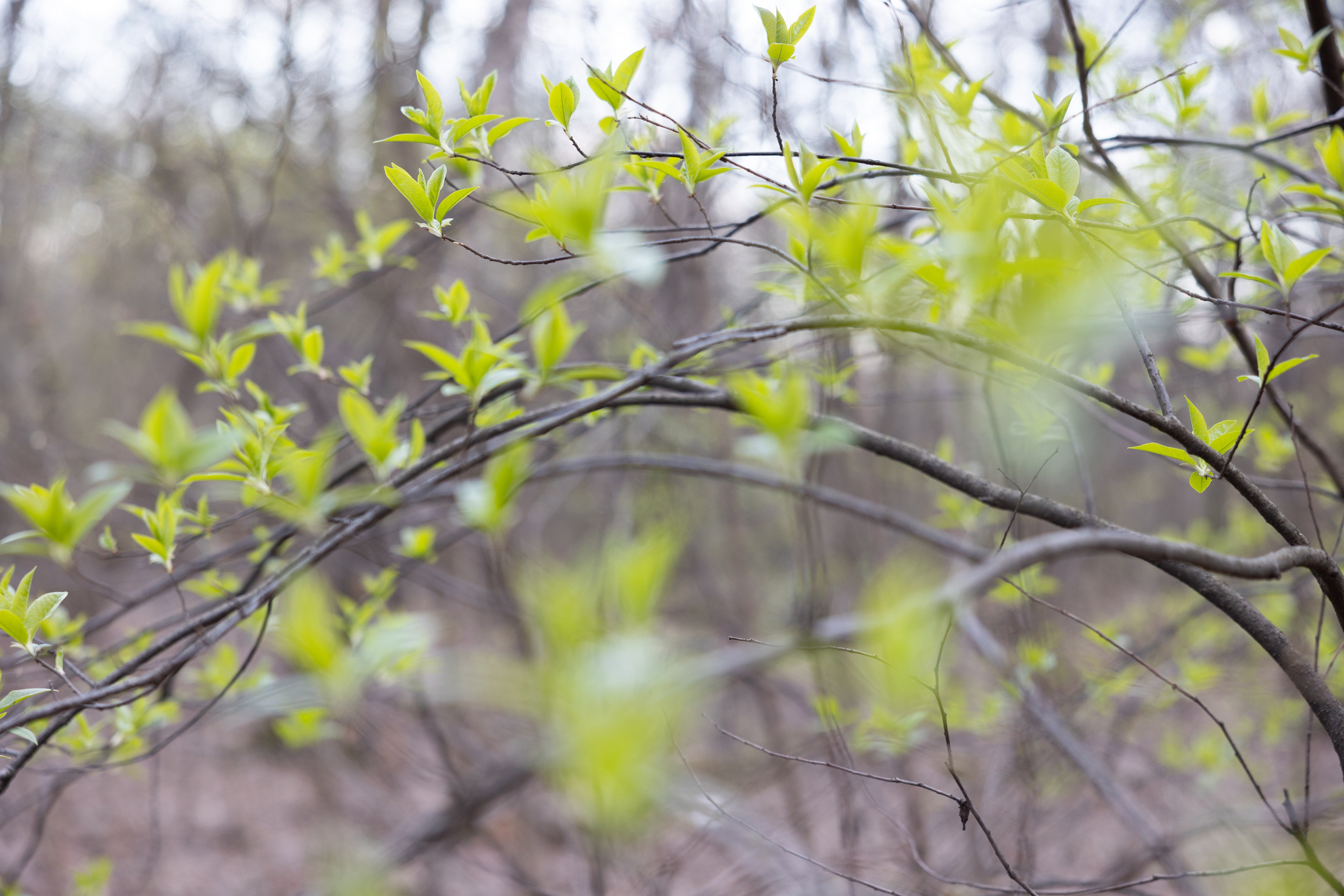 Art prints. Фотограф алина стерхова, алина стерхова фотограф, фотограф москва