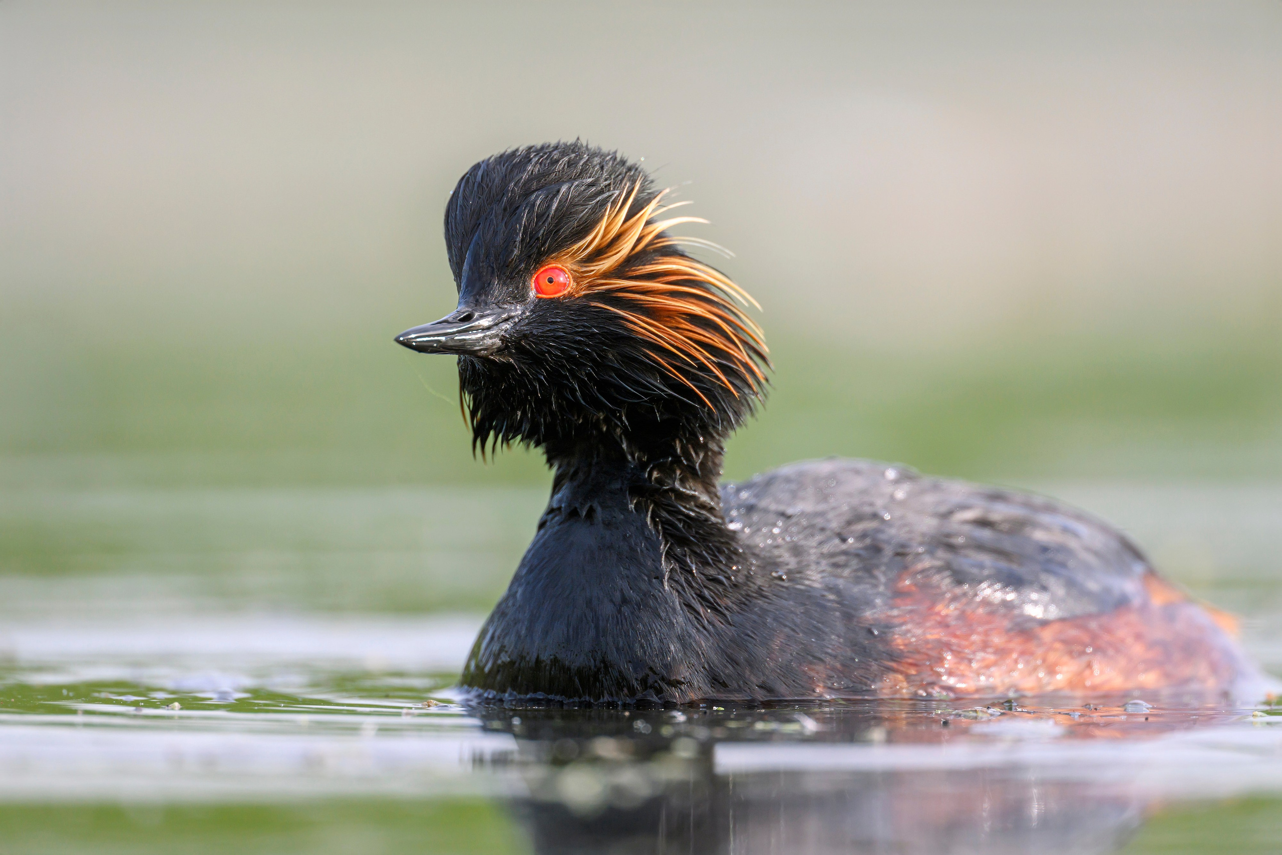 На болоте. Wildlife photography by Sergey Puponin