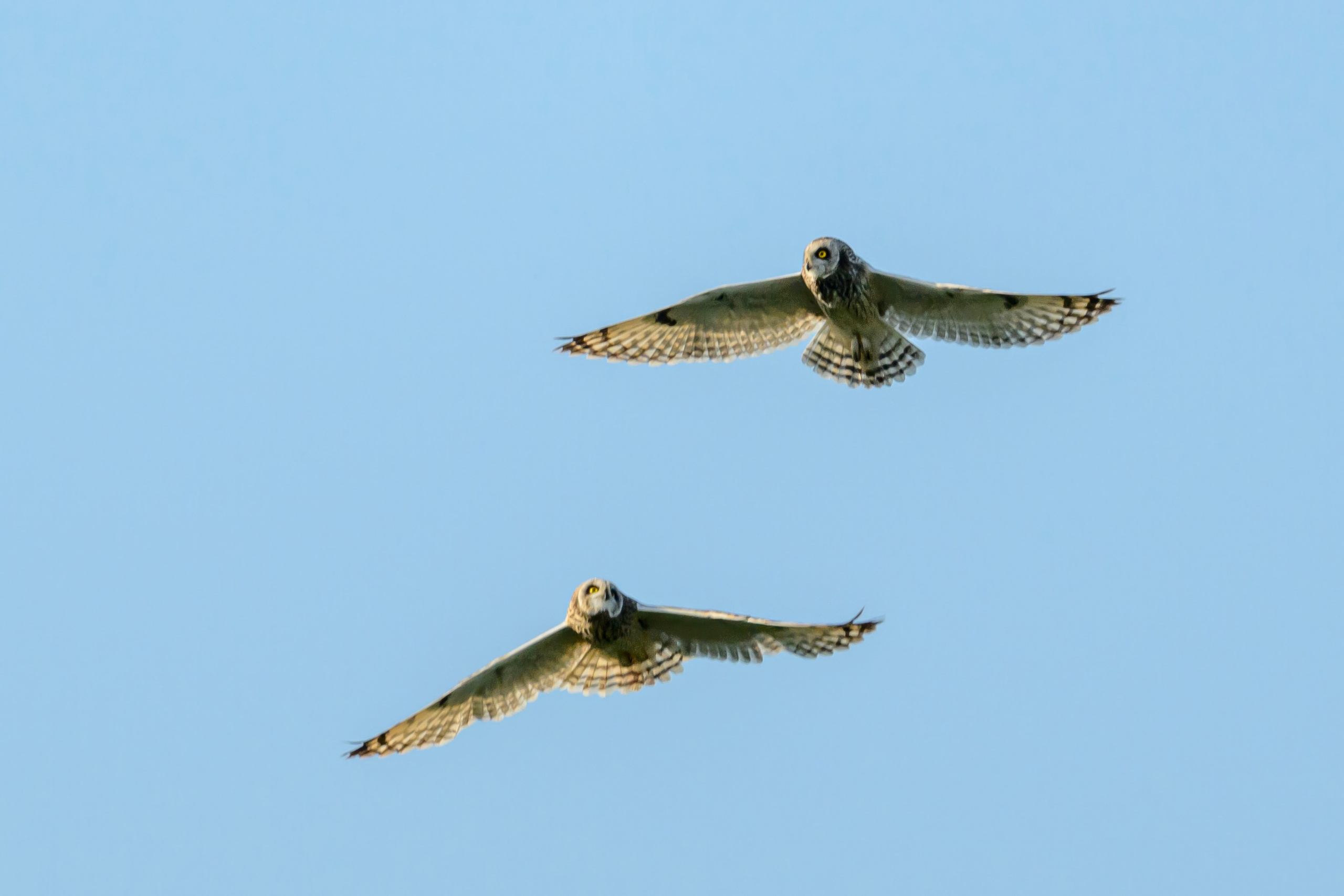 Совы играют в догонялки. Wildlife photography by Sergey Puponin
