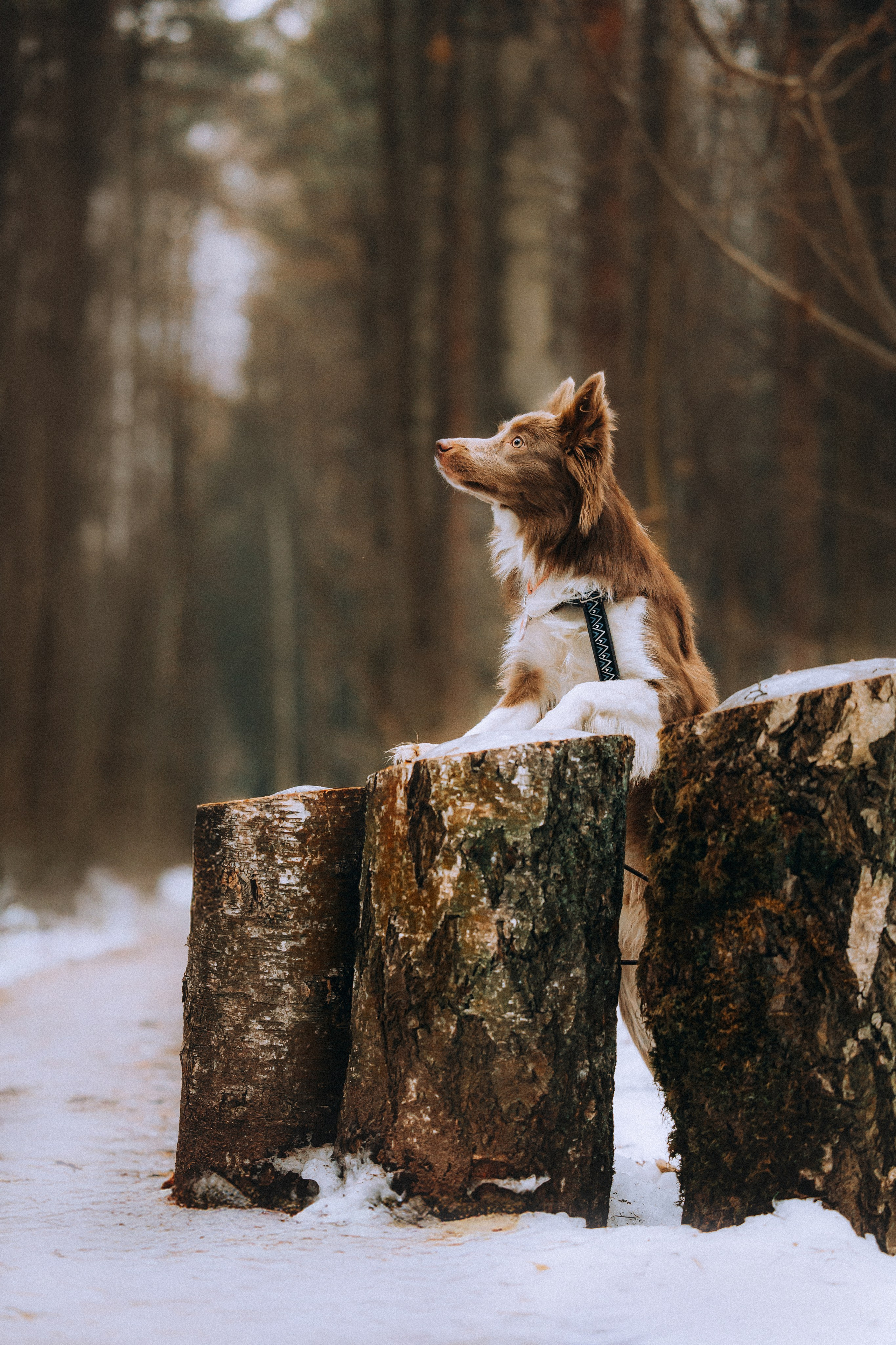 Полина, Милли и Паддингтон