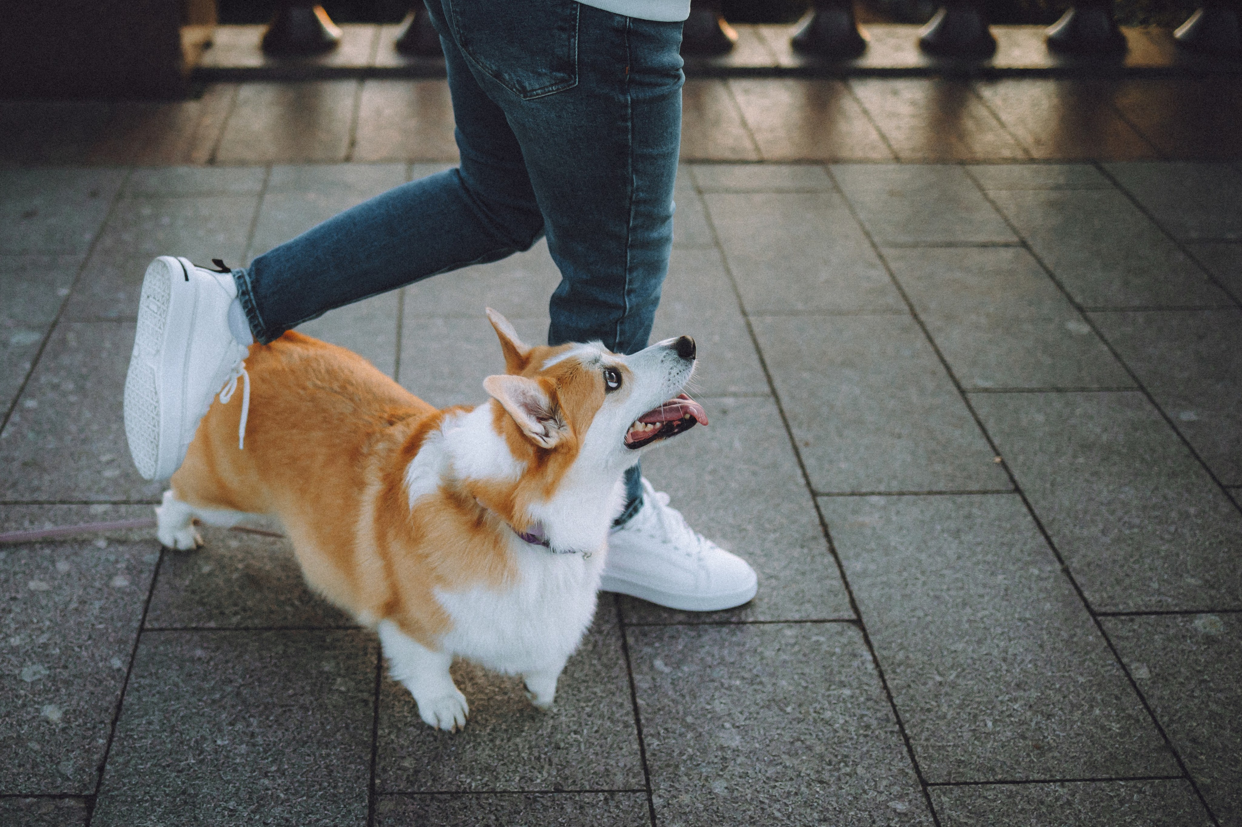 Пуговка и ее семья