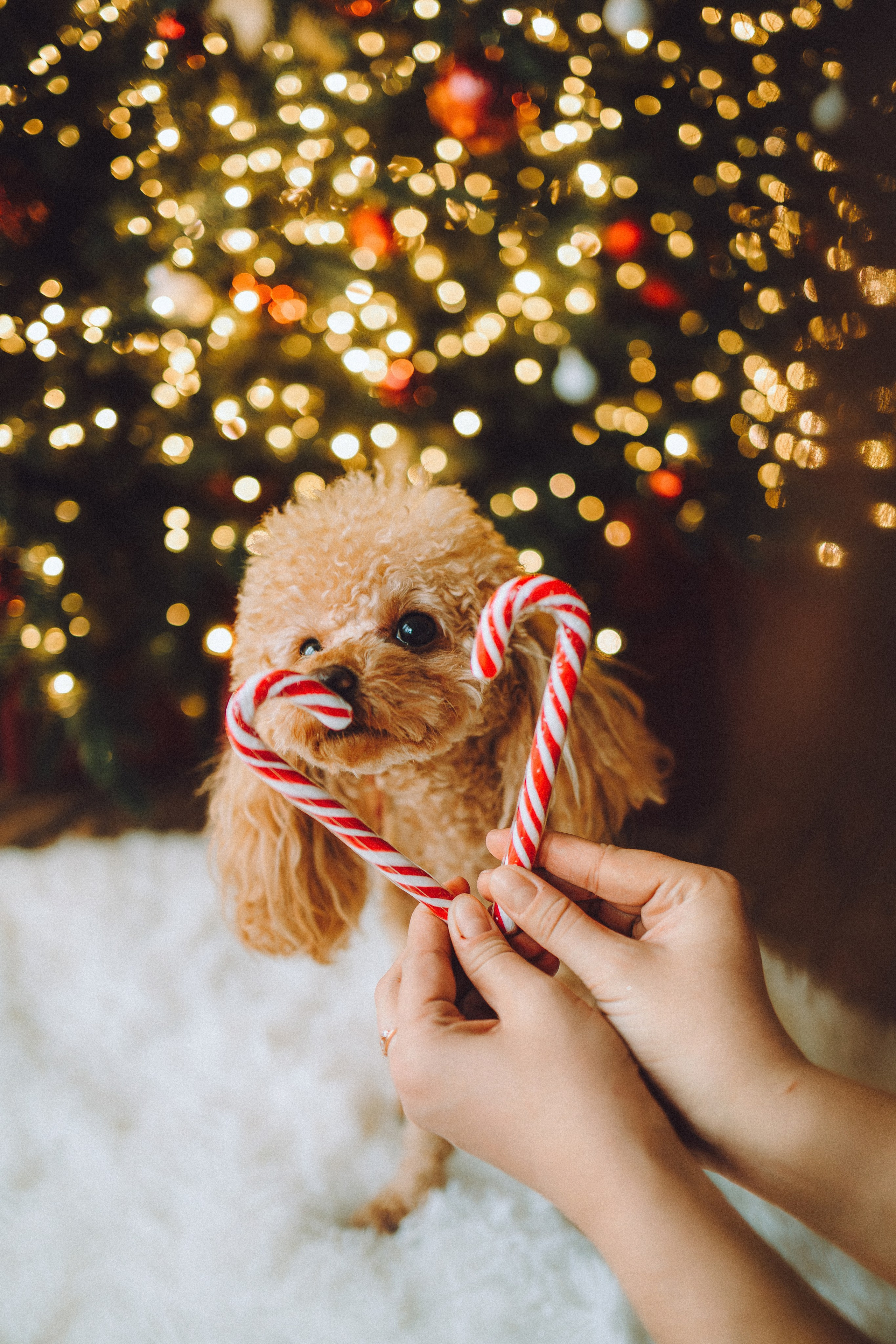 Джули, Шелли и их семья