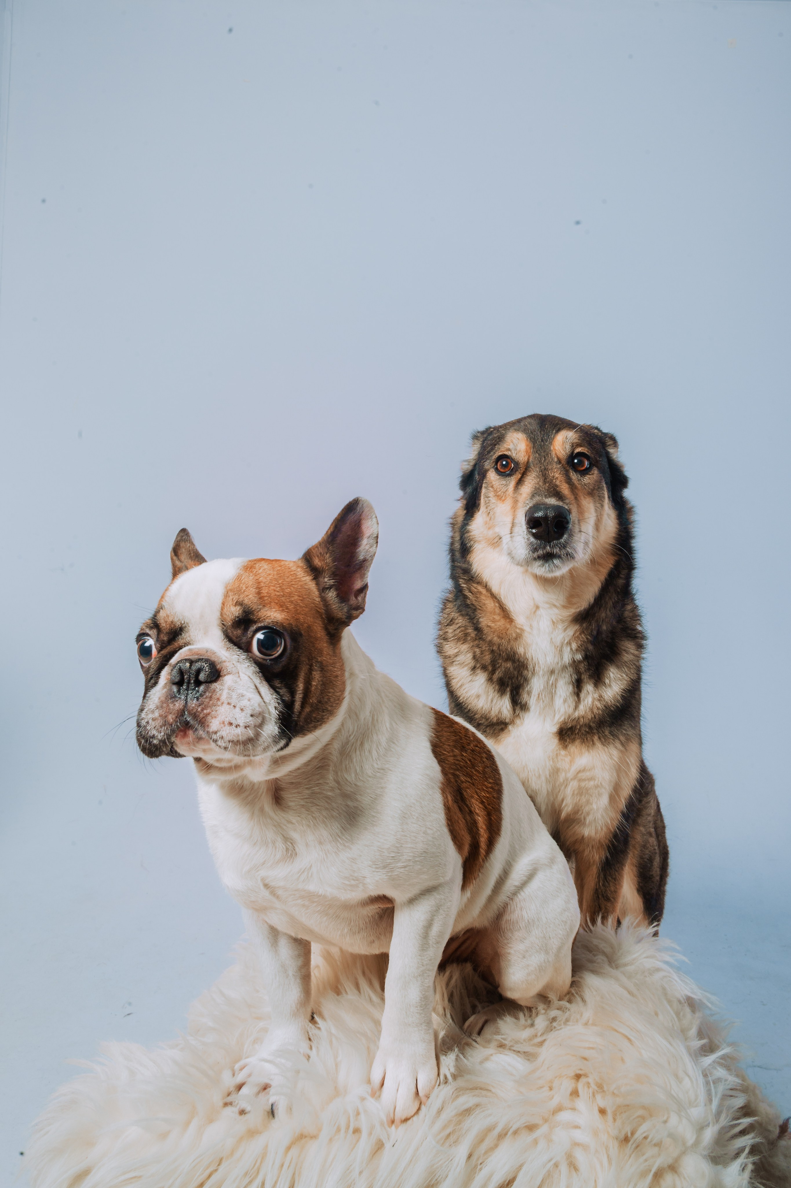 Студийная фотосессия с цветным светом. Фотограф-анималист Татьяна Степанова
