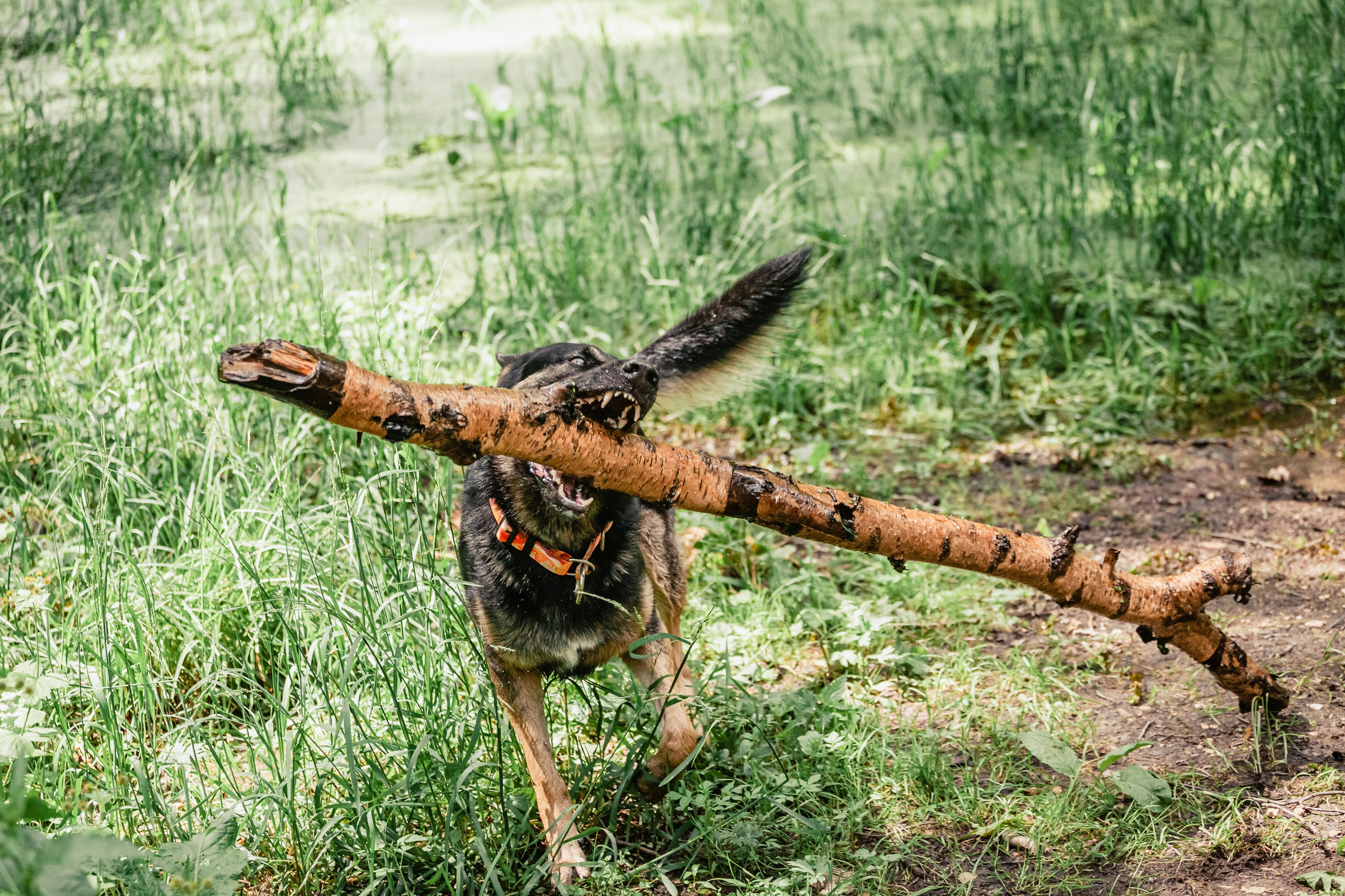 Лесная летняя фотопрогулка. Фотограф-анималист Татьяна Степанова