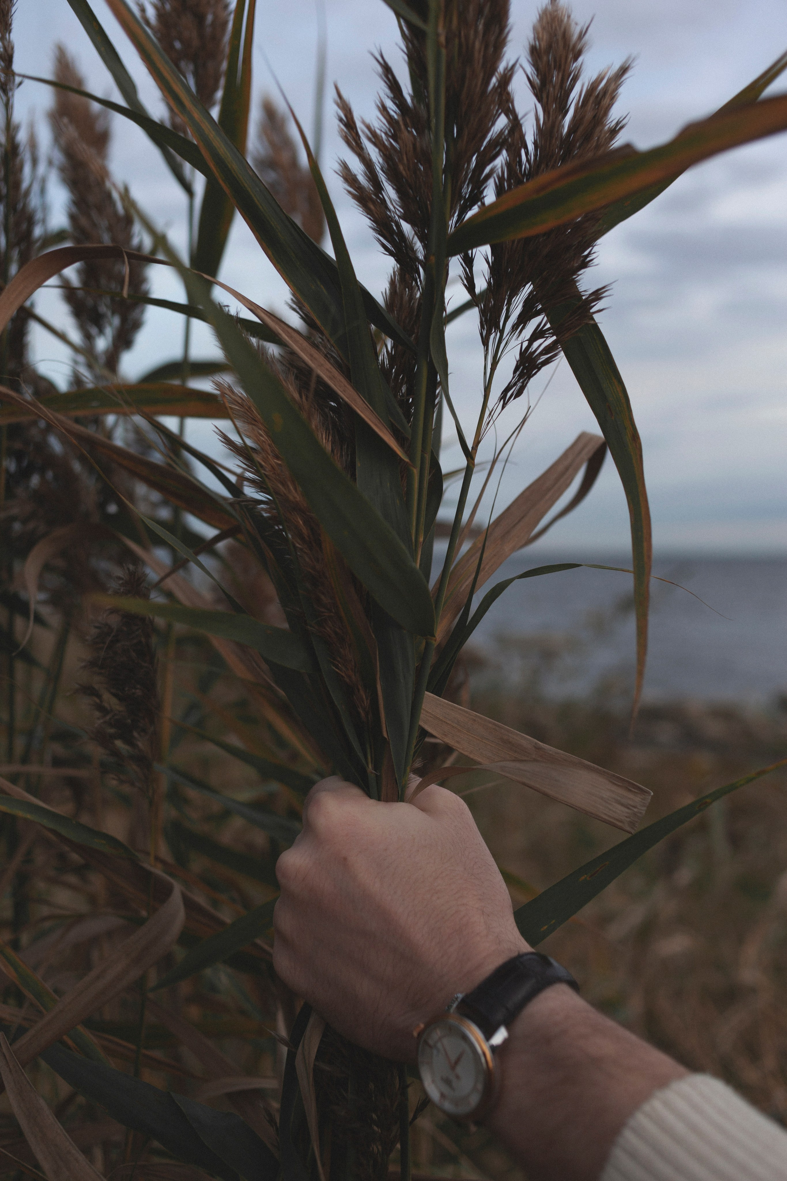 Вильгельм. Фотограф Адигамова Юлия в Петербурге