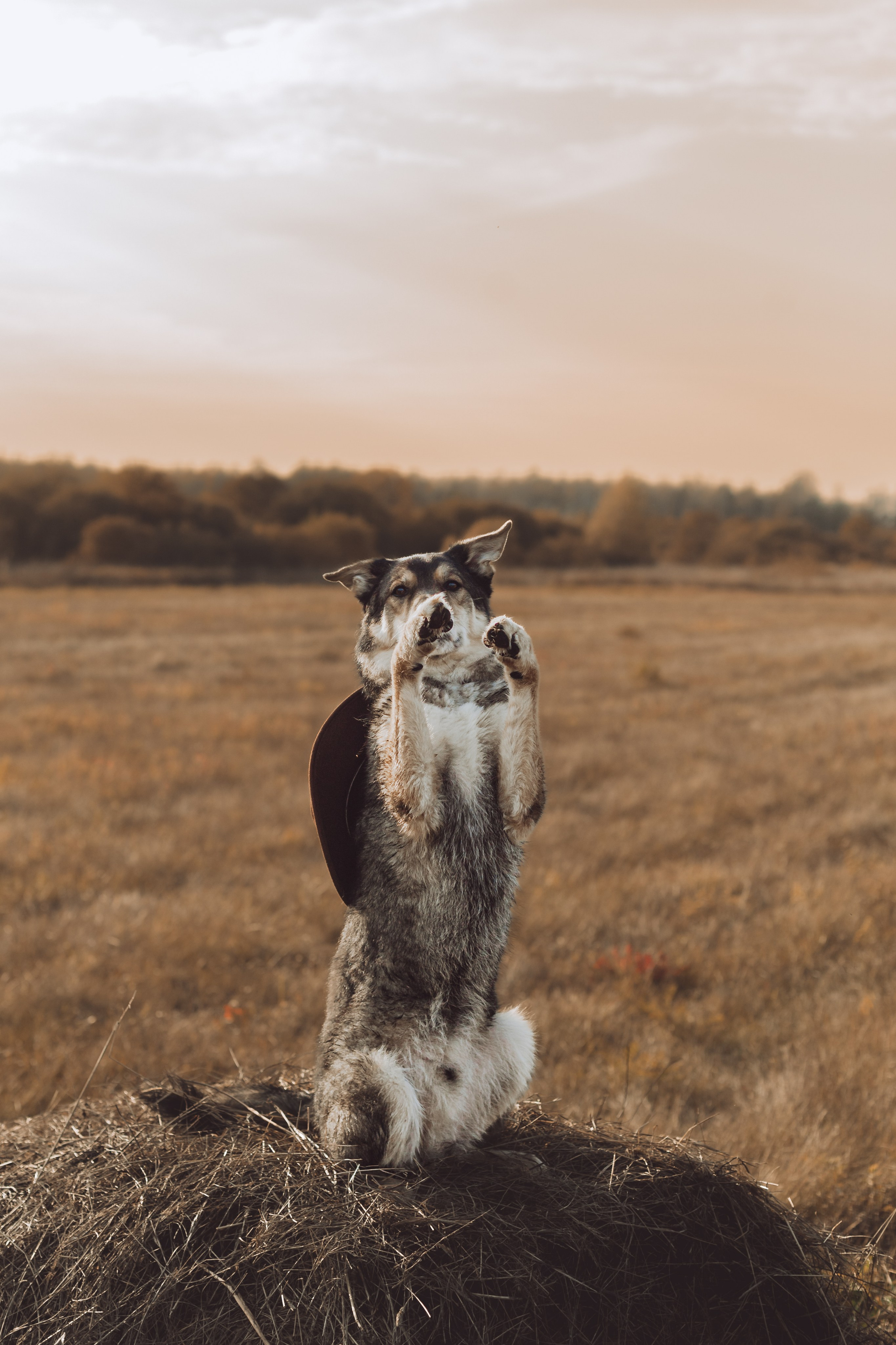 Кантри Дюк. Фотограф-анималист Татьяна Степанова