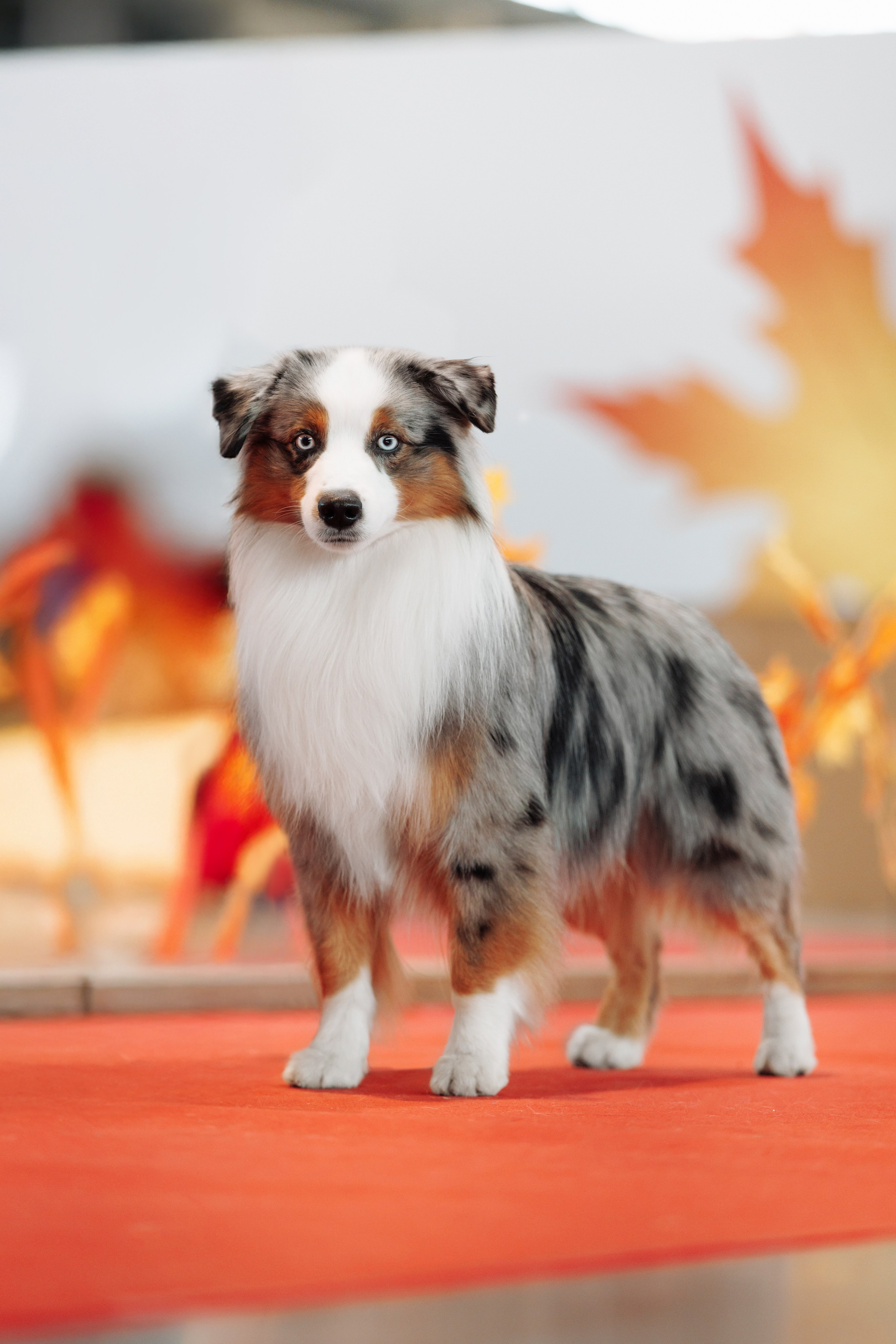 18/19.10.2025 — Екатеринбург. Фотограф-анималист Саша Вязьмина