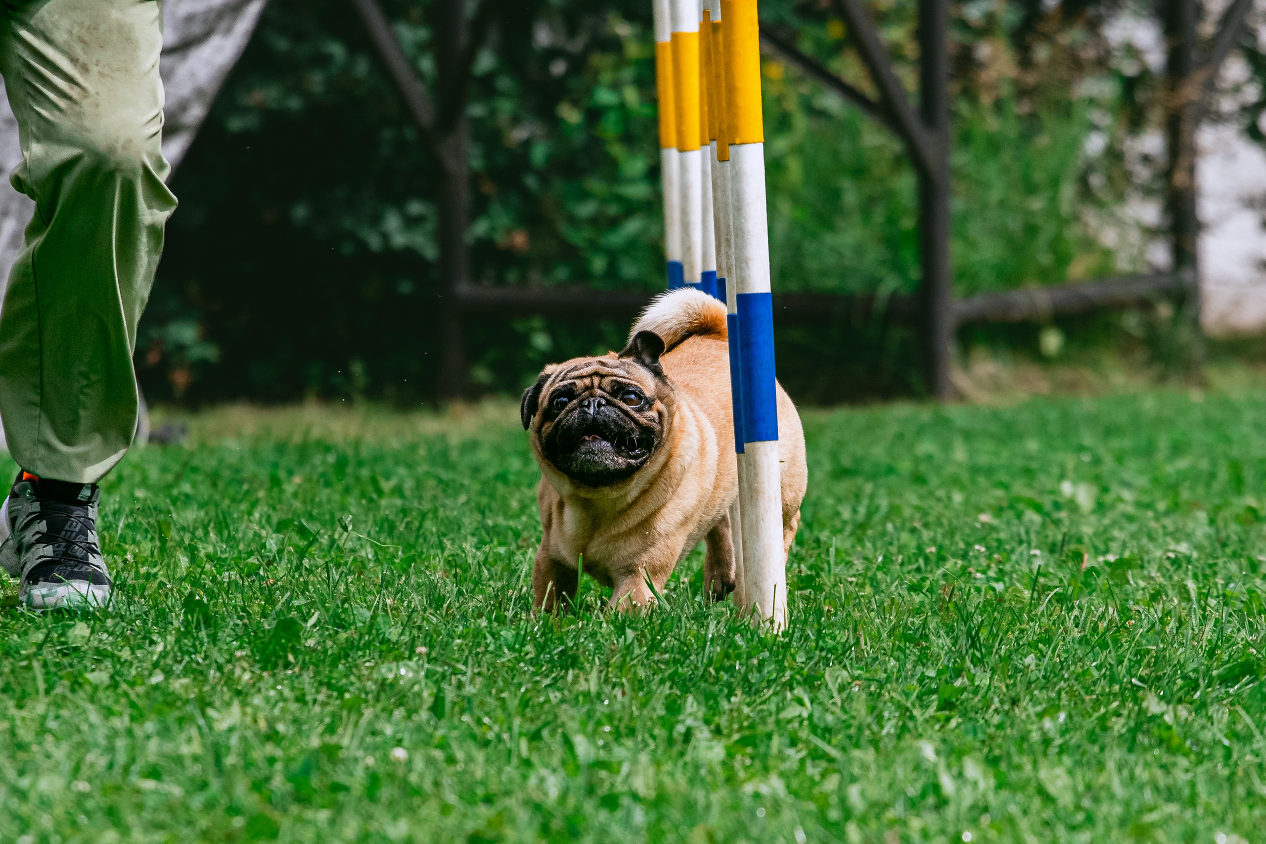 Соревнования по аджилити Долгопрудный 30.06.2025. Фотограф-анималист Татьяна Степанова