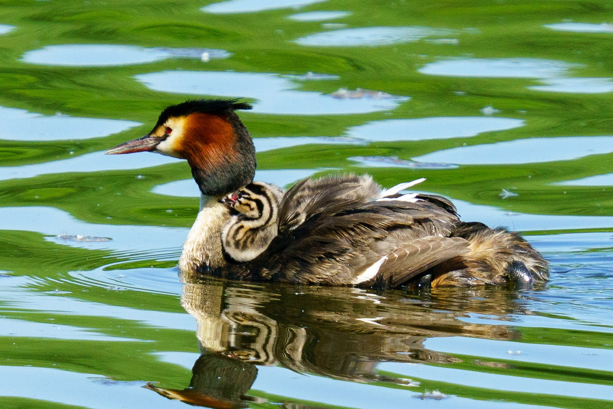 Удивительные мир птиц. Вокруг нас столько прекрасного — присмотритесь!. Ваш личный фотограф Марина Волкова