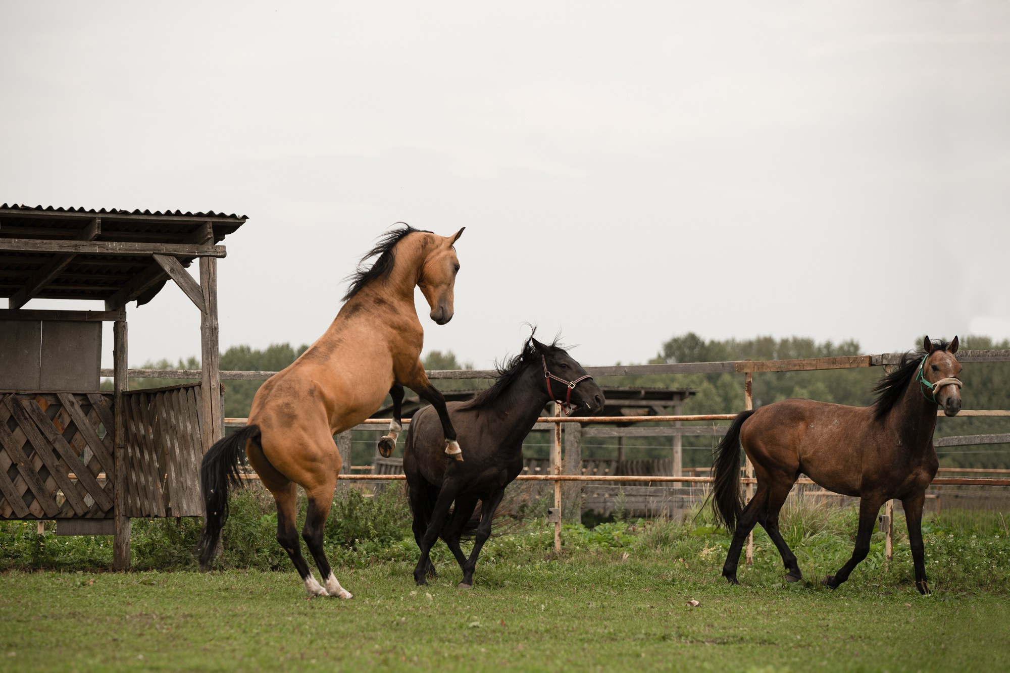 Портрет лошади, лошадь, конь, фото лошади, фотография лошади, конный фотограф, съемка лошадей, фотограф лошадей, конная фотография, конный фотограф, конный фотограф в спб, профессиональный фотограф спб, фотограф спб, ахалтекинец, рысак, спортивная лошадь, конный клуб, фотосессия с лошадьми, тракененская лошадь, тяжеловоз, лошадь, хвост коня, конский волос, хвост лошади, красивое фото лошадей, табун, жеребцы, стабунивание