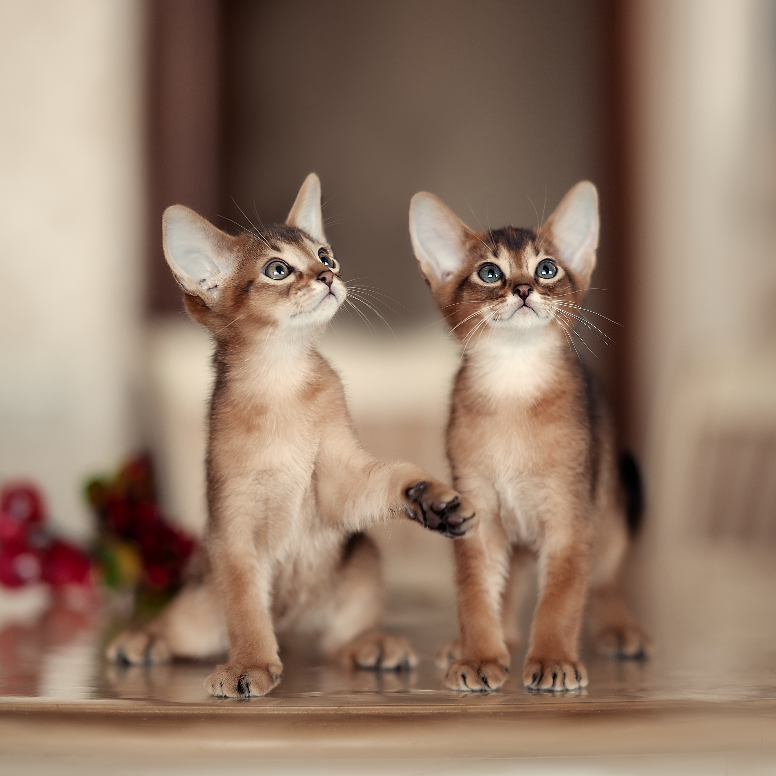 Фотографии животных. Фотограф Кочнова Диана город Владивосток