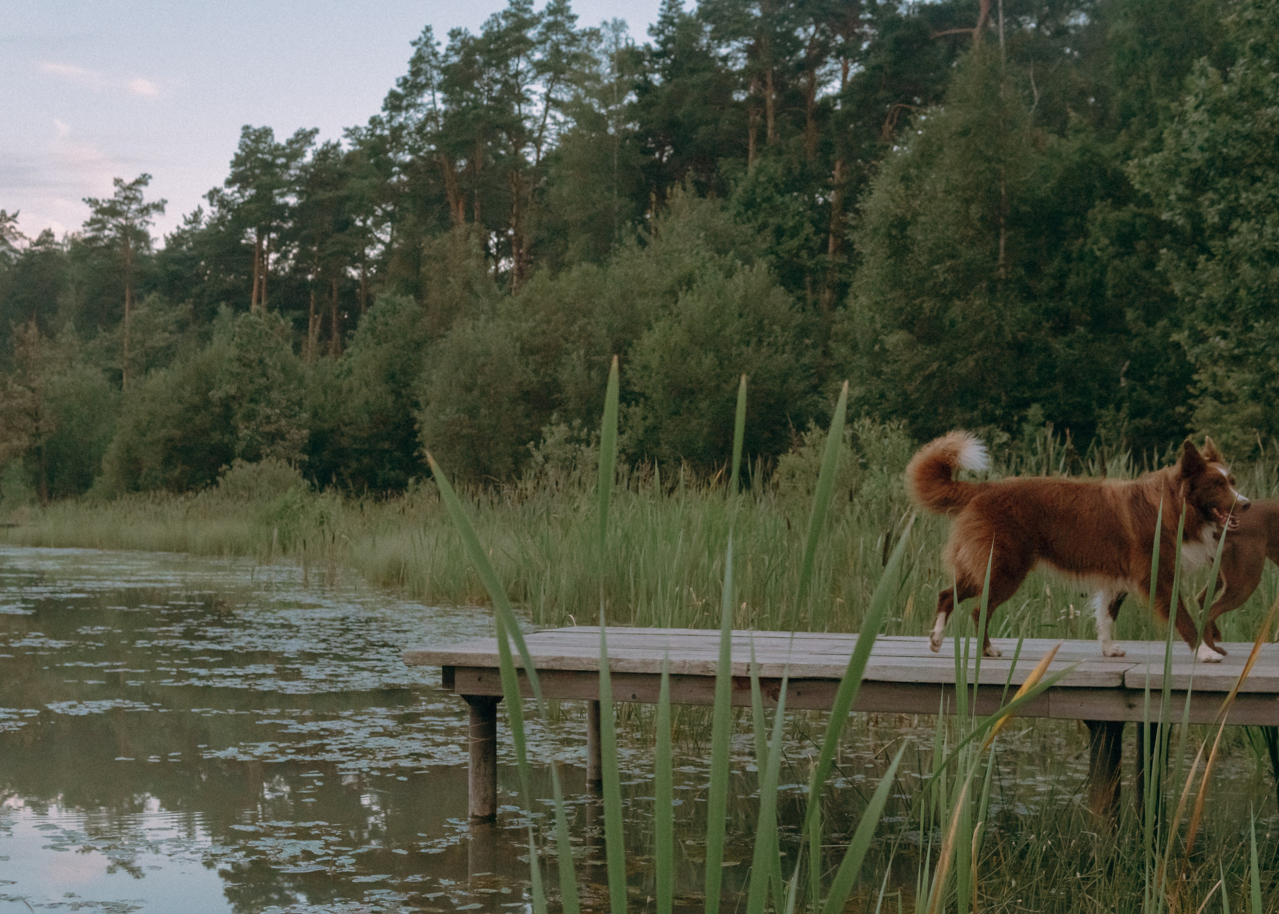 Виолетта, Лила и Питер. Фотограф-анималист Ксения Воробьева, Москва