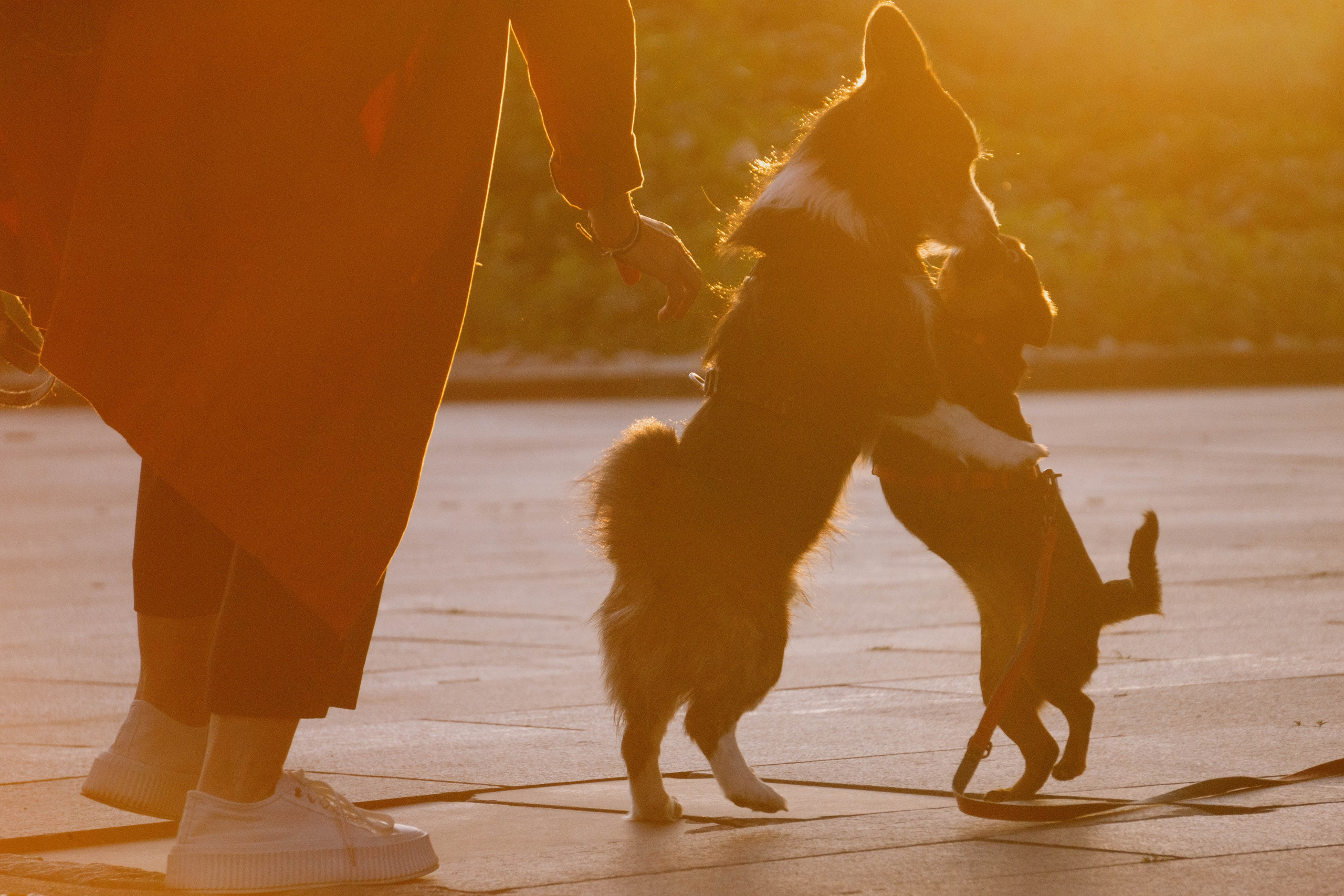 Даша и Тюбик. Фотограф-анималист Ксения Воробьева, Москва