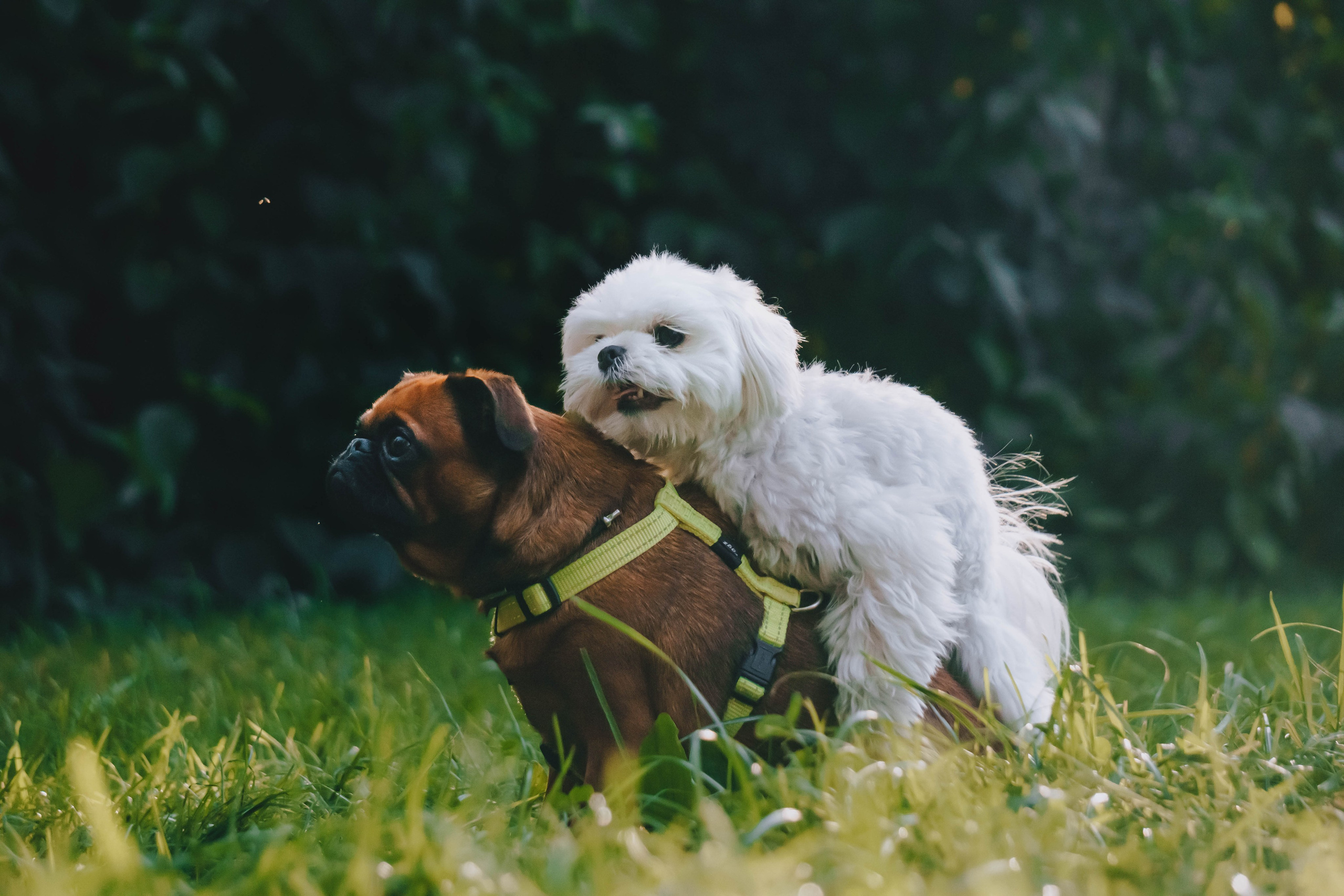 Мини-туса гриффоны и брабансоны. Фотограф-анималист Ксения Воробьева, Москва