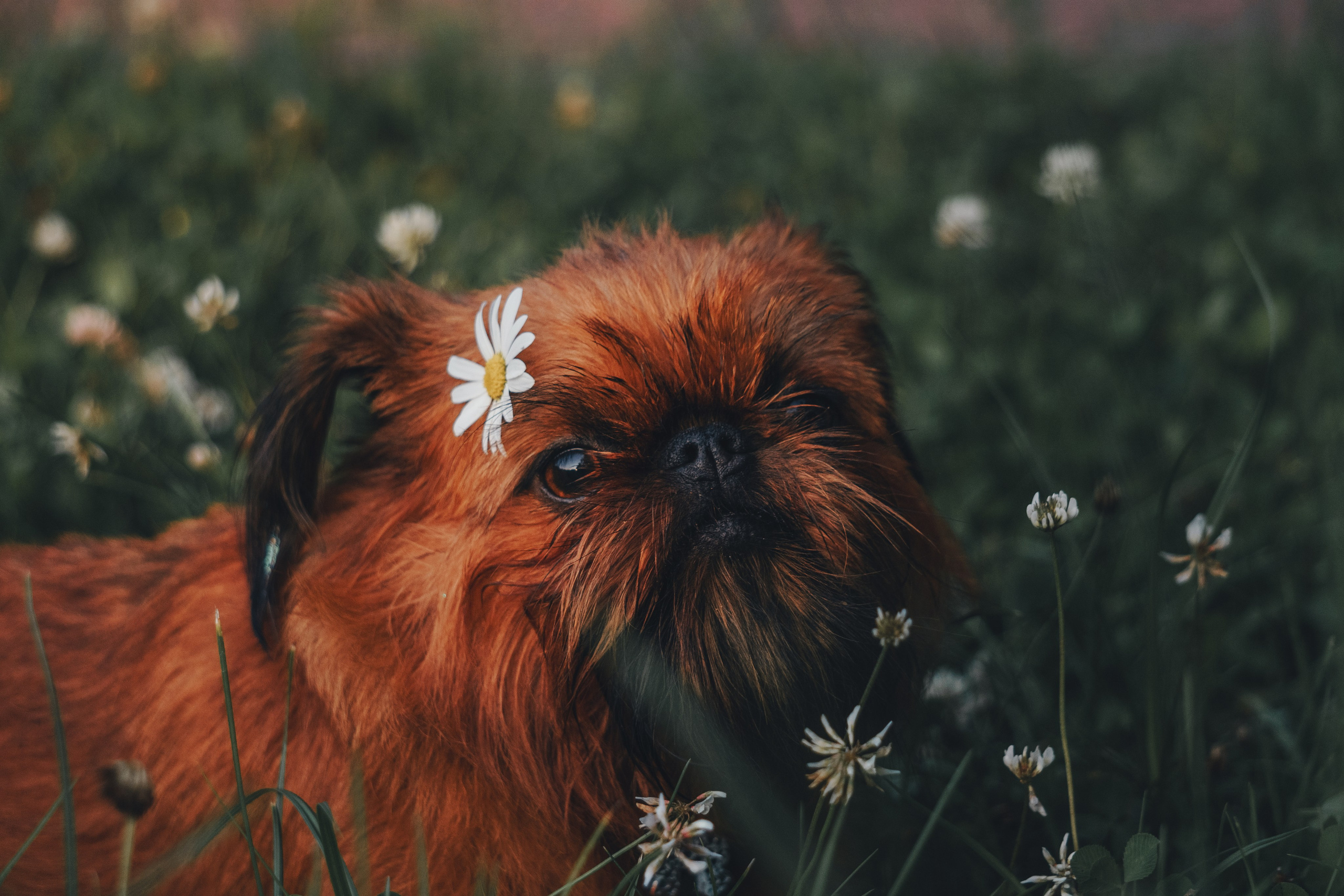 Катя и Яшма. Фотограф-анималист Ксения Воробьева, Москва