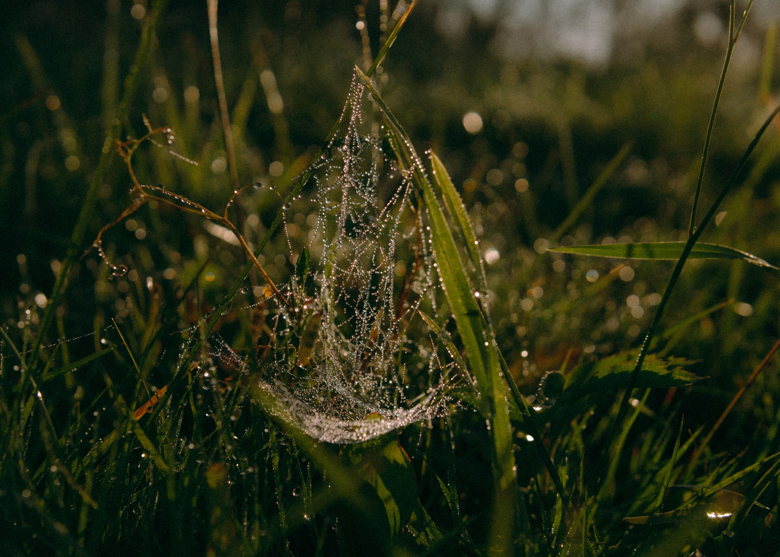 Оксана, Кирилл и Кеша. Фотограф-анималист Ксения Воробьева, Москва
