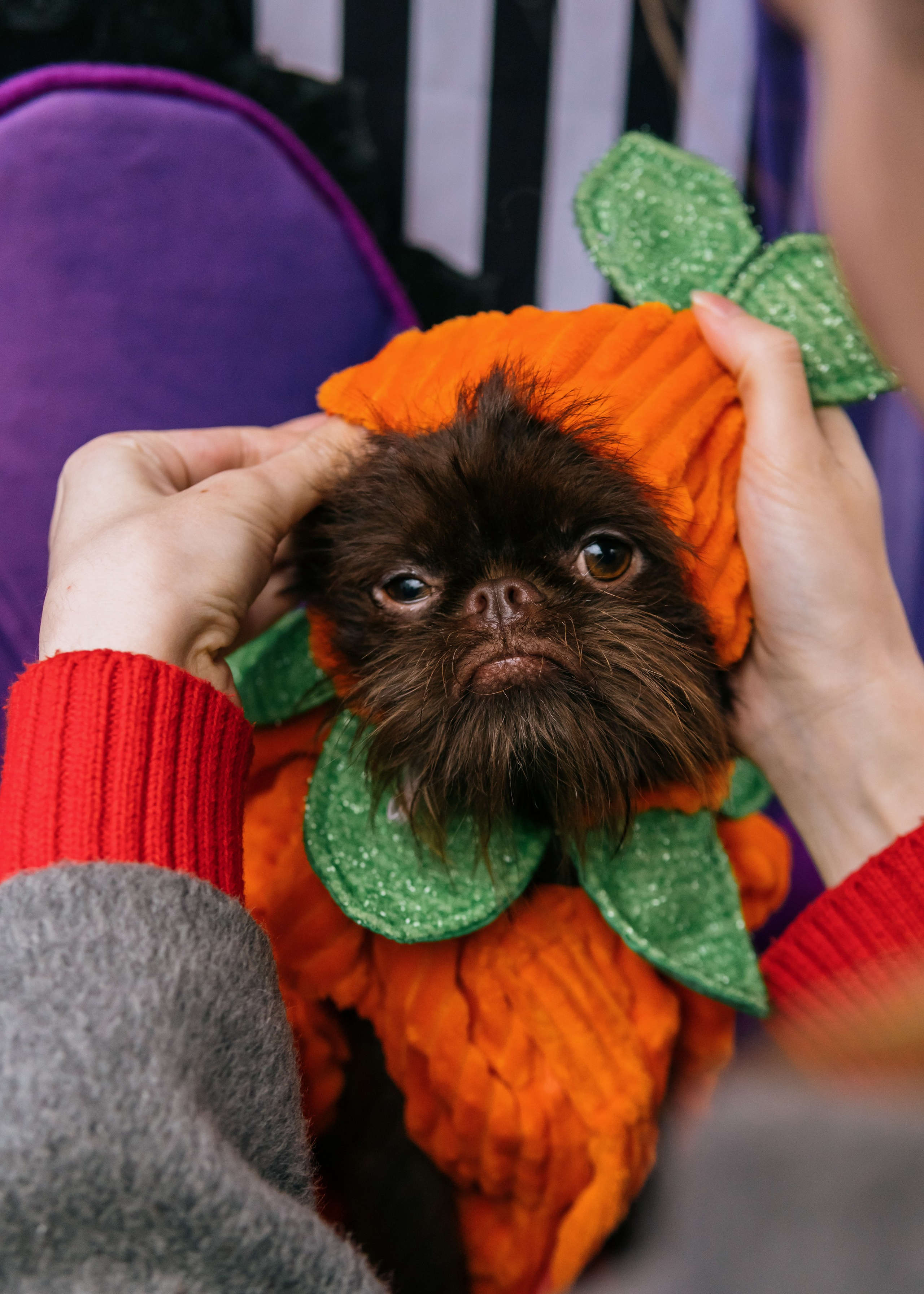 Тематическая встреча породников «Griffween». Фотограф-анималист Ксения Воробьева, Москва