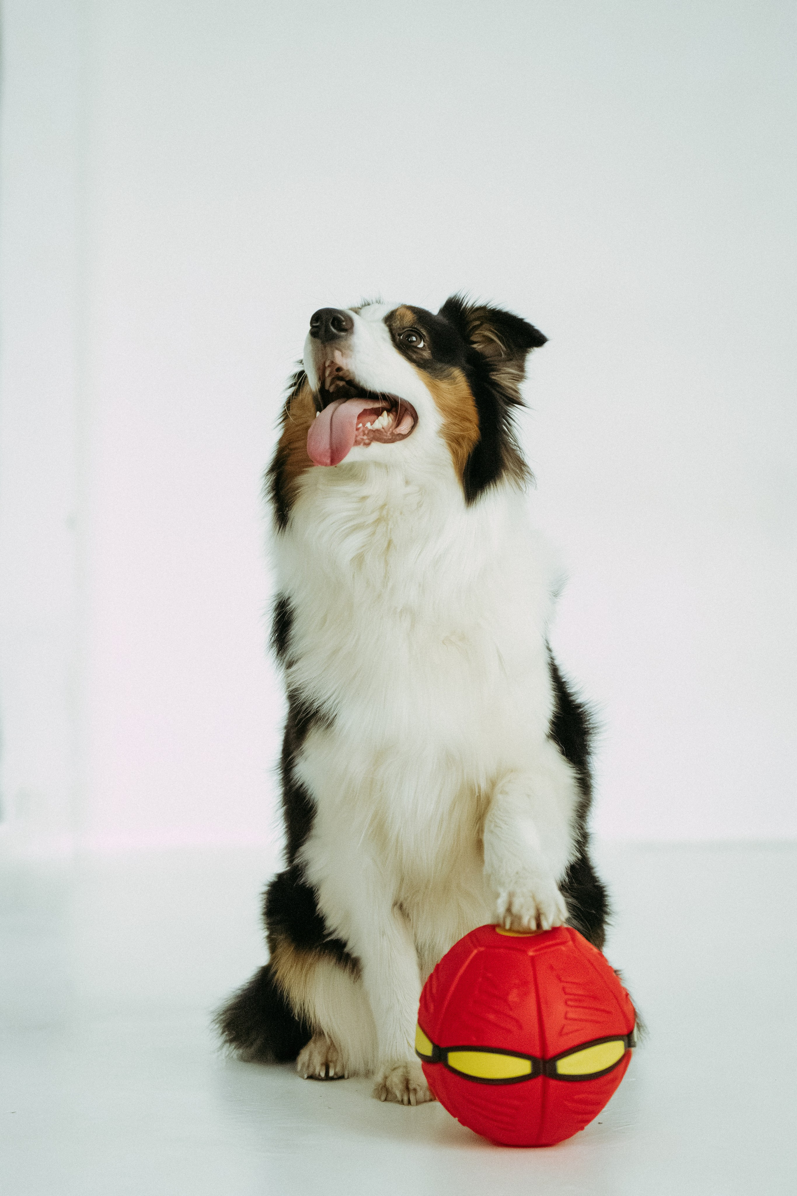 Мячи-попрыгуны. Фотораф — анималист Мария Шистка