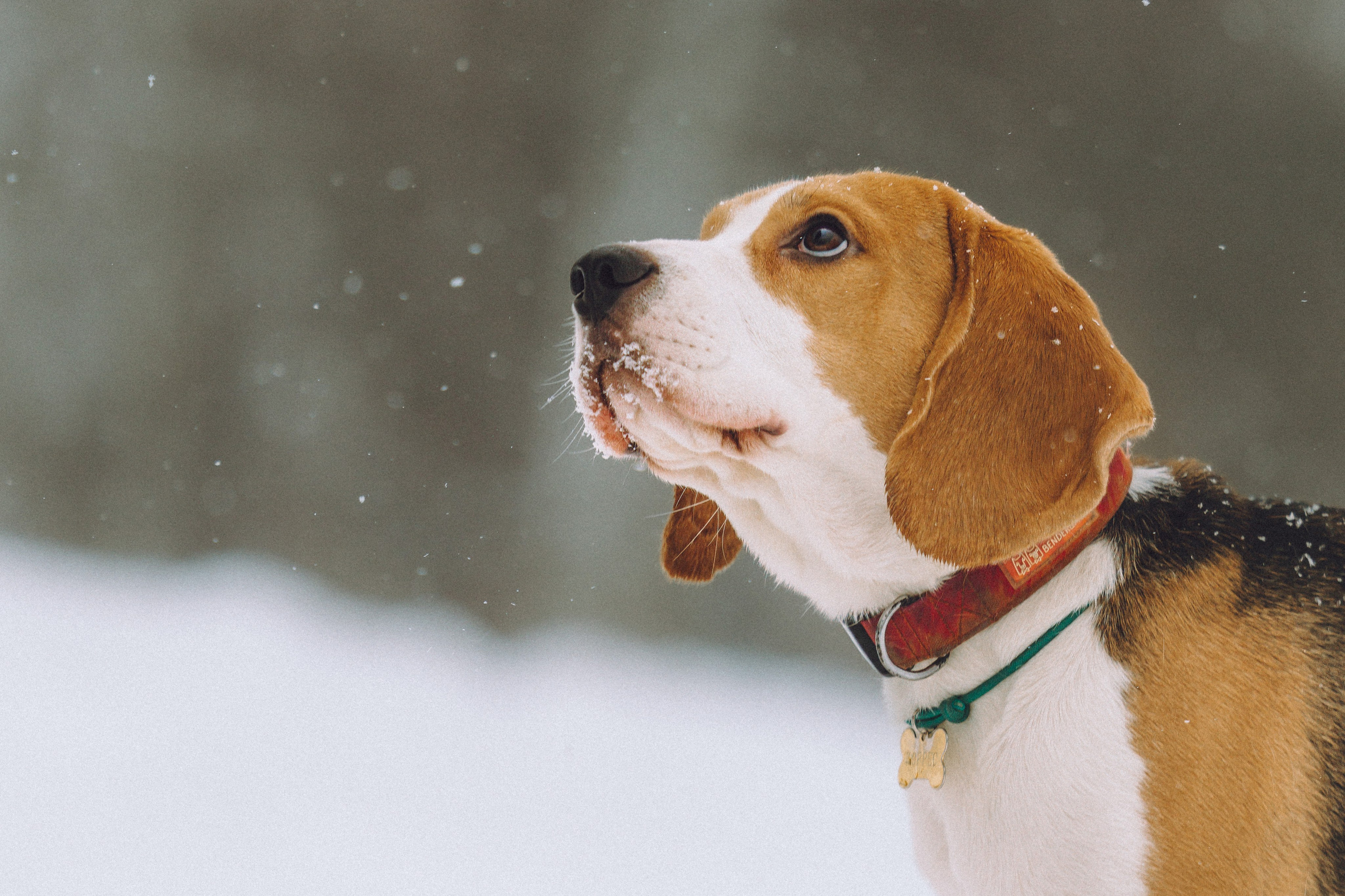 Роман, Портер и Коррес