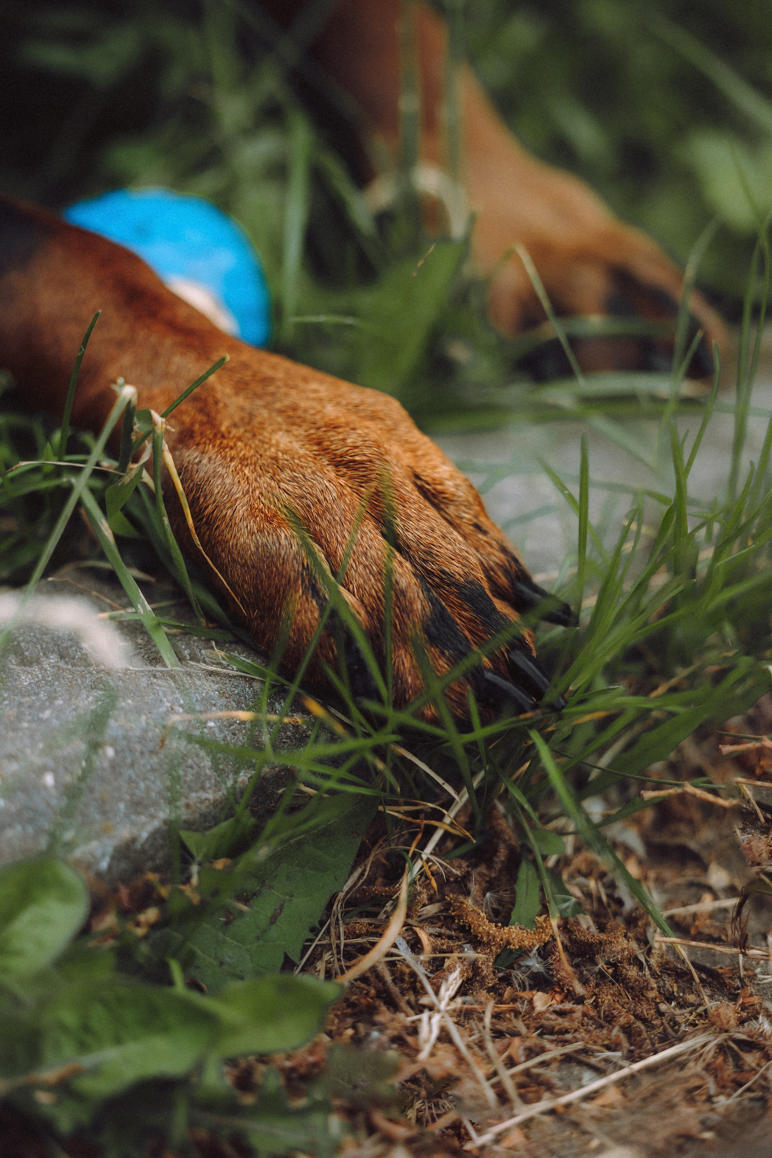 Паша, Хайди и Тея